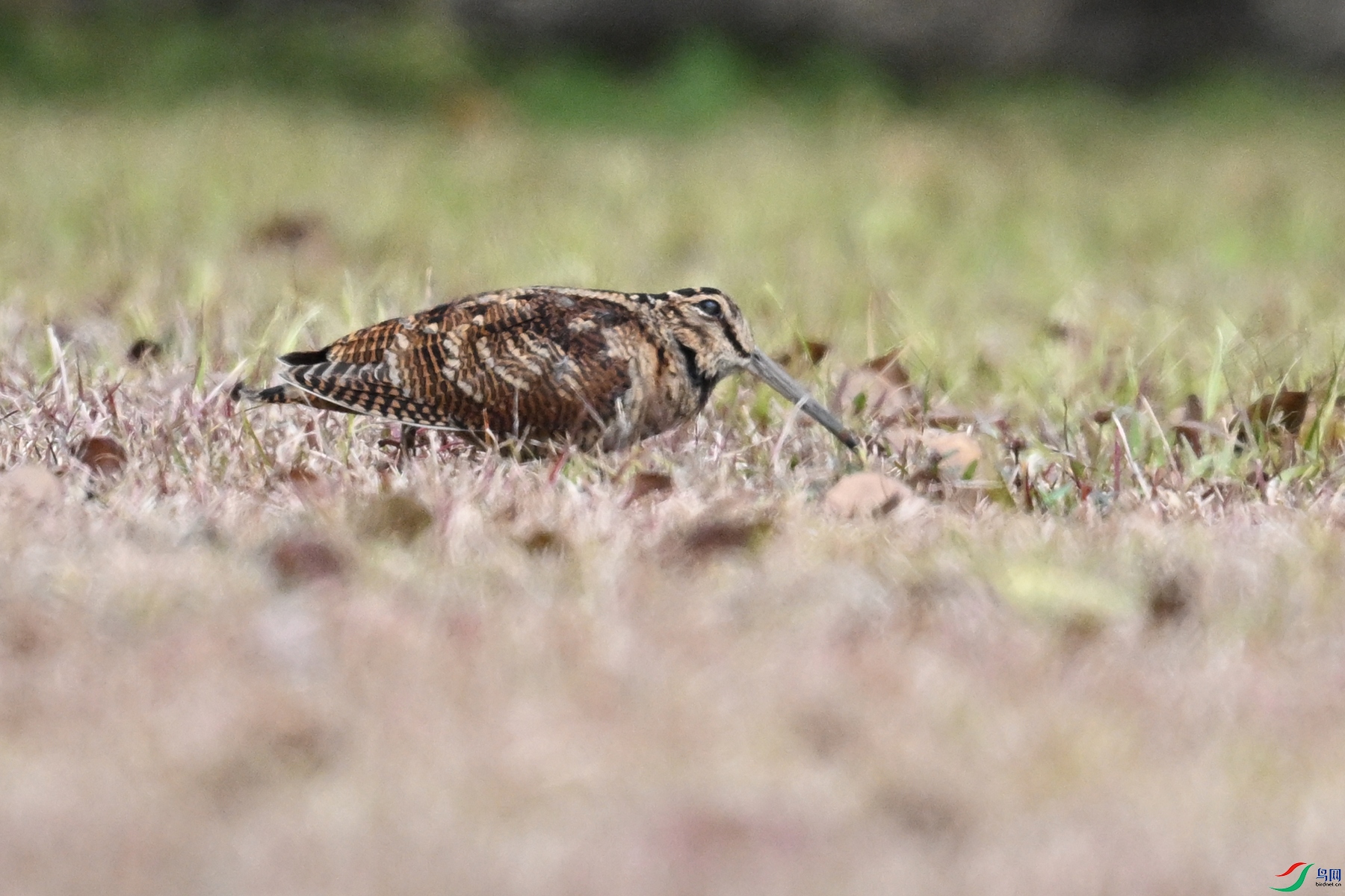 DSC_8347.JPG