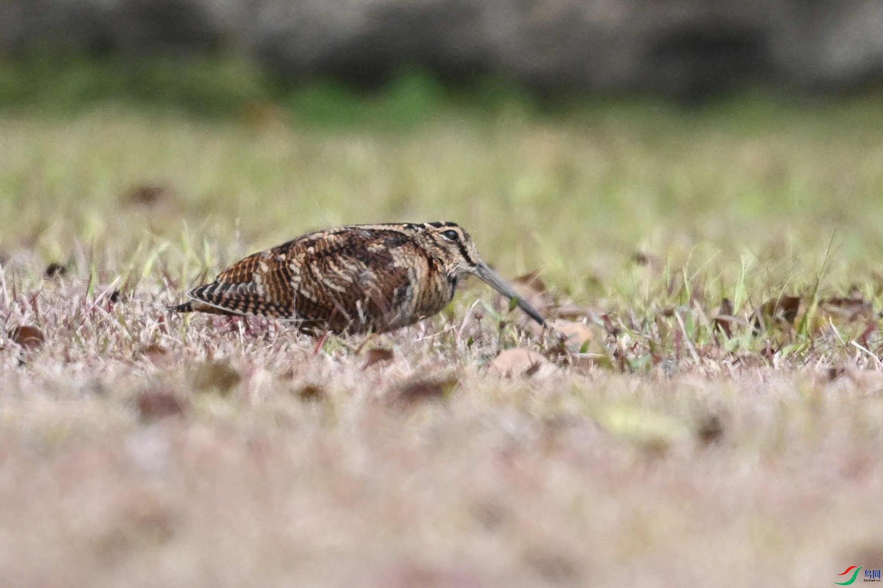 DSC_8348.JPG