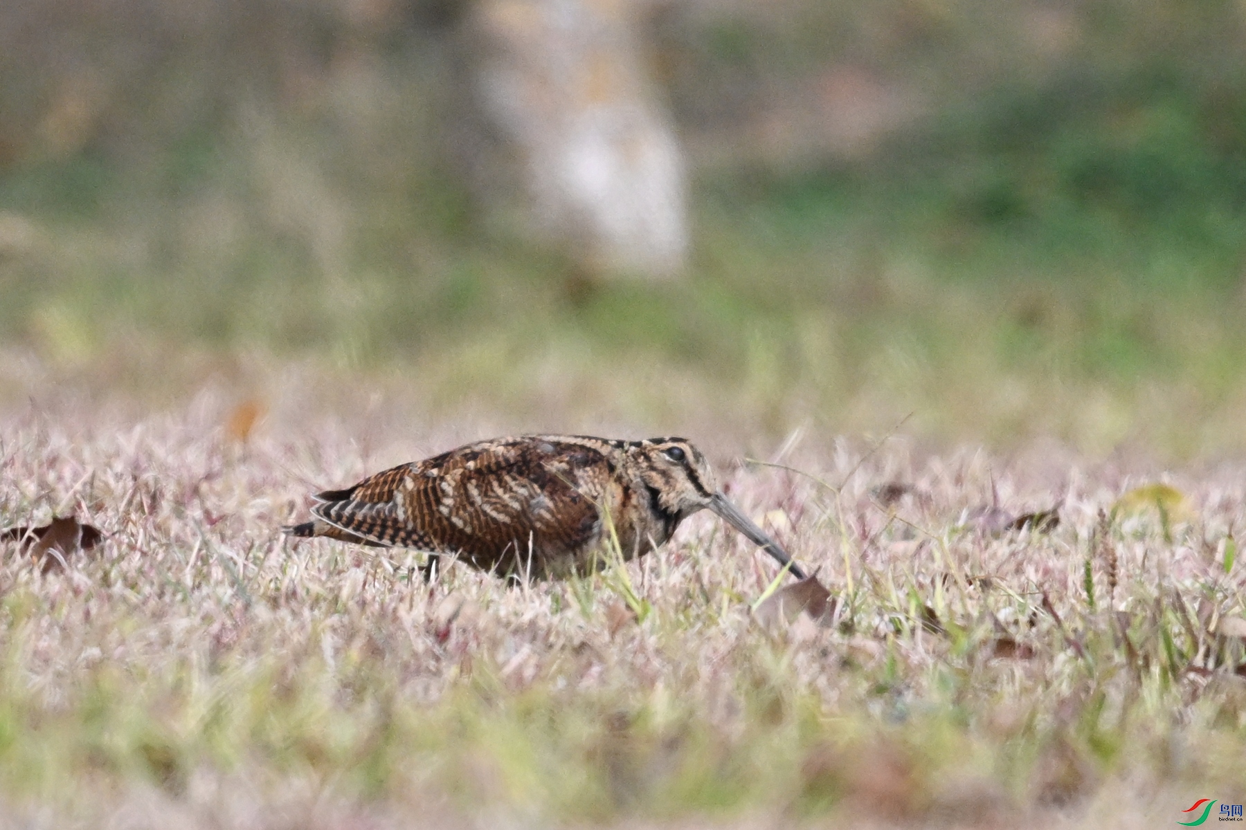DSC_8336.JPG