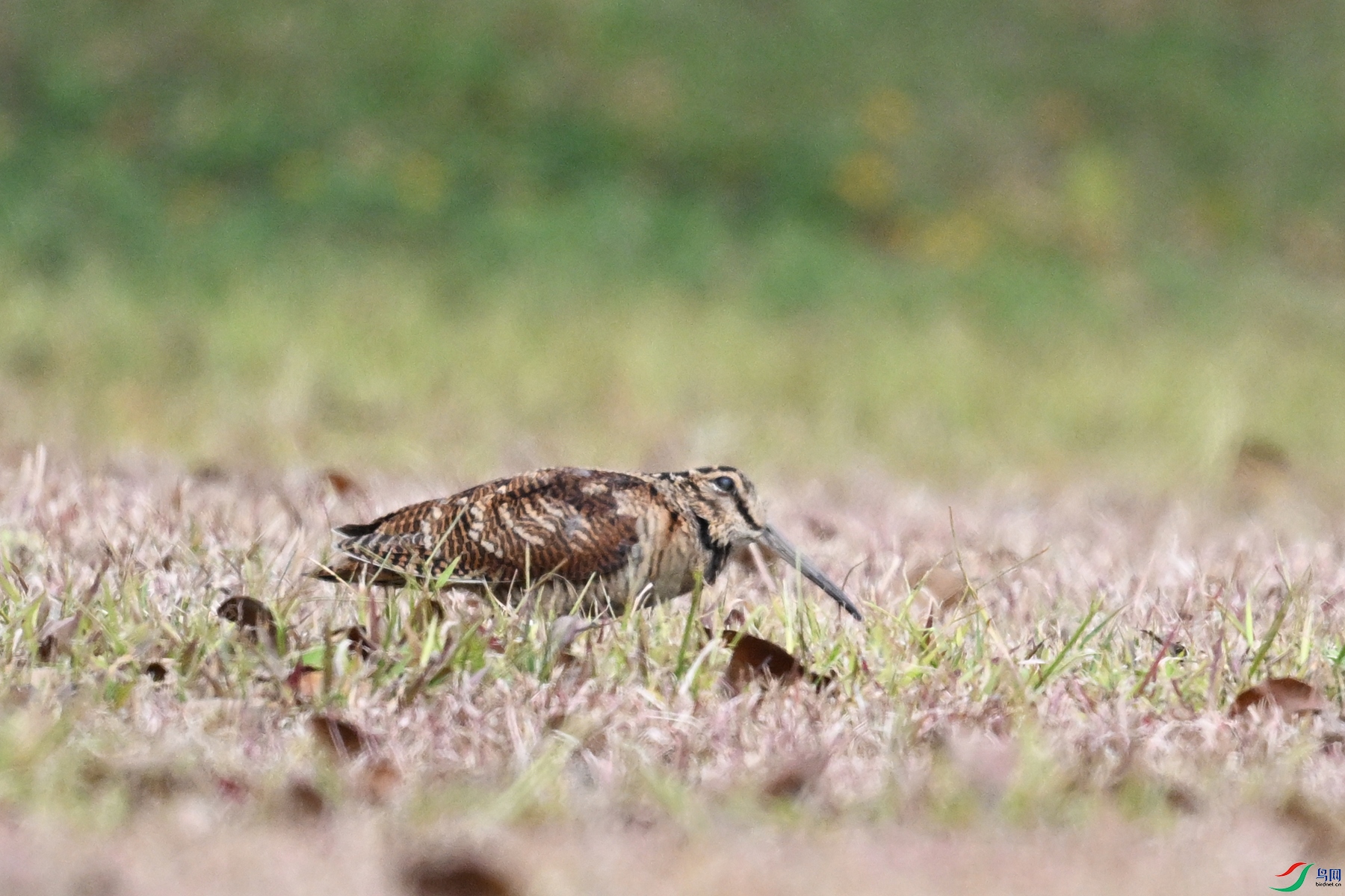 DSC_8337.JPG