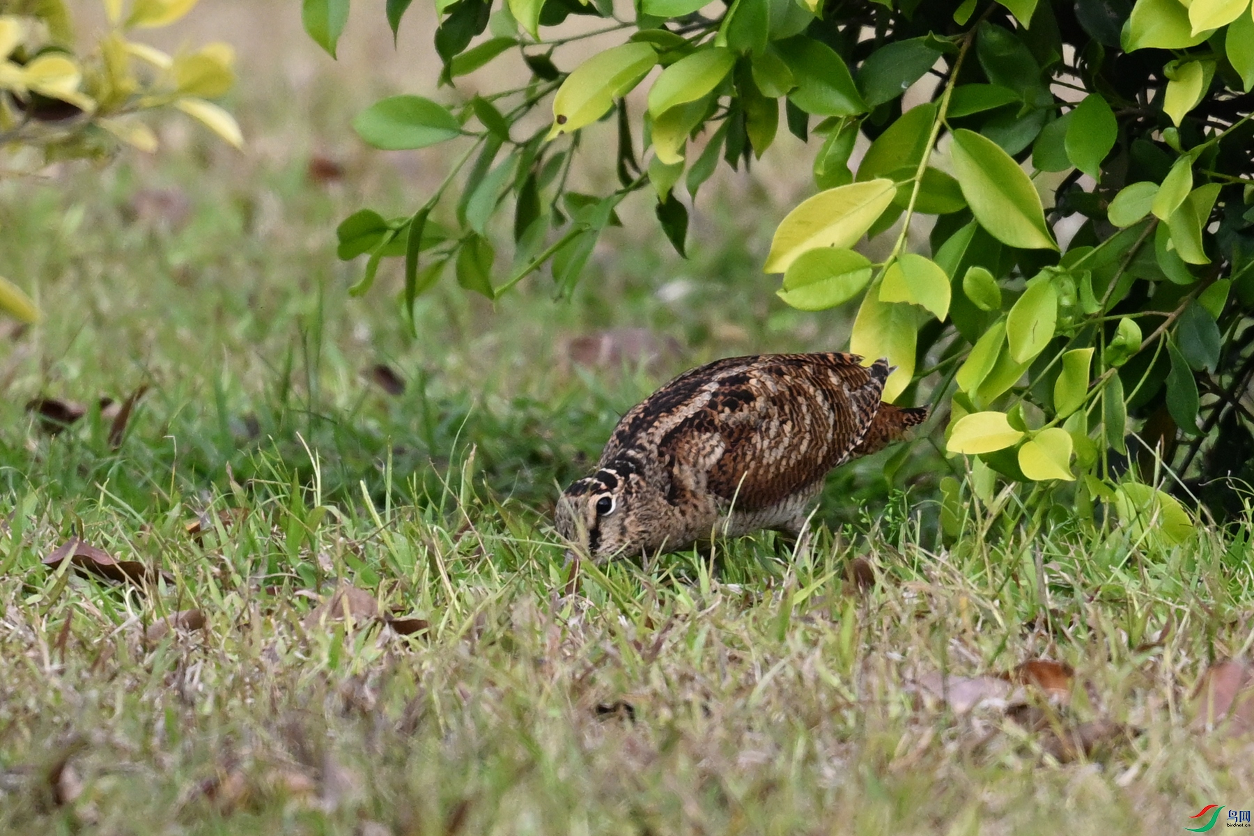 DSC_8368.JPG