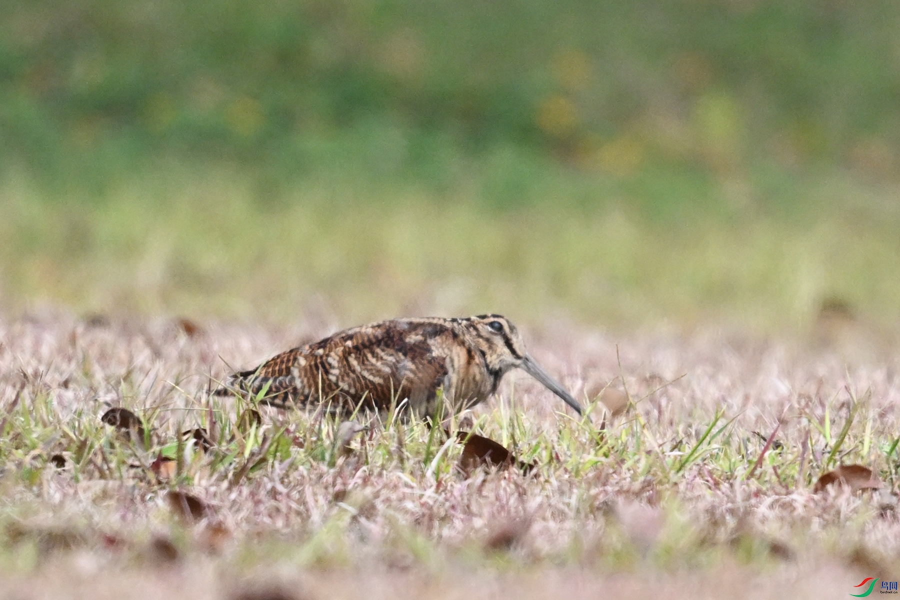 DSC_8338.JPG