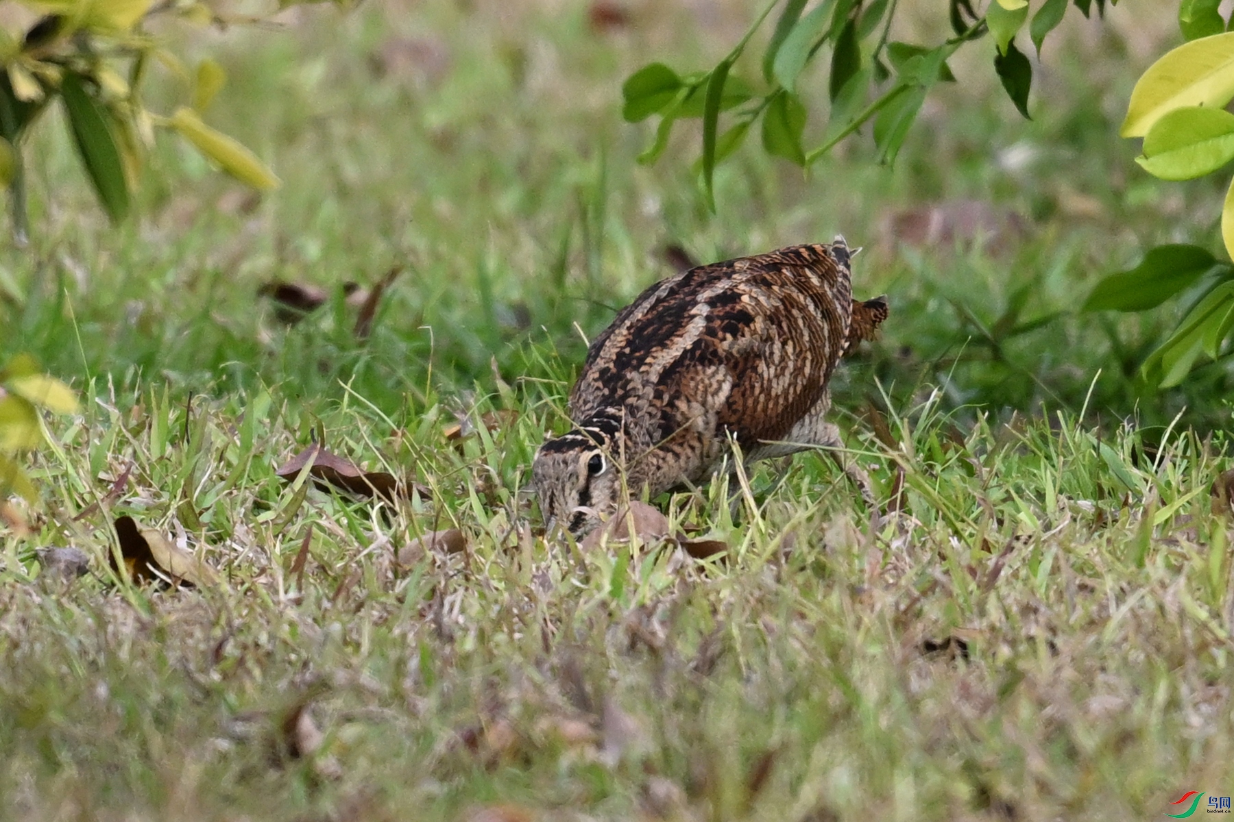 DSC_8371.JPG