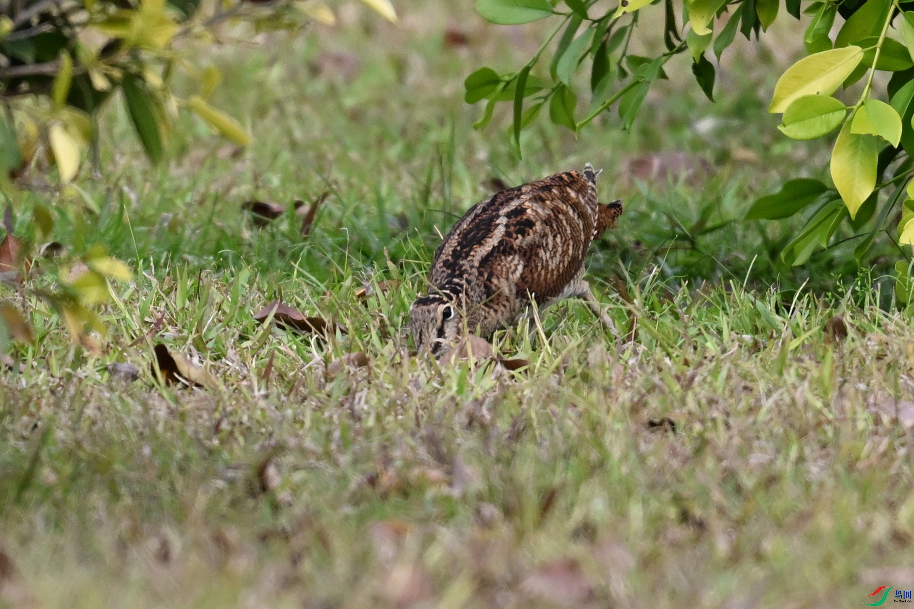 DSC_8374.JPG