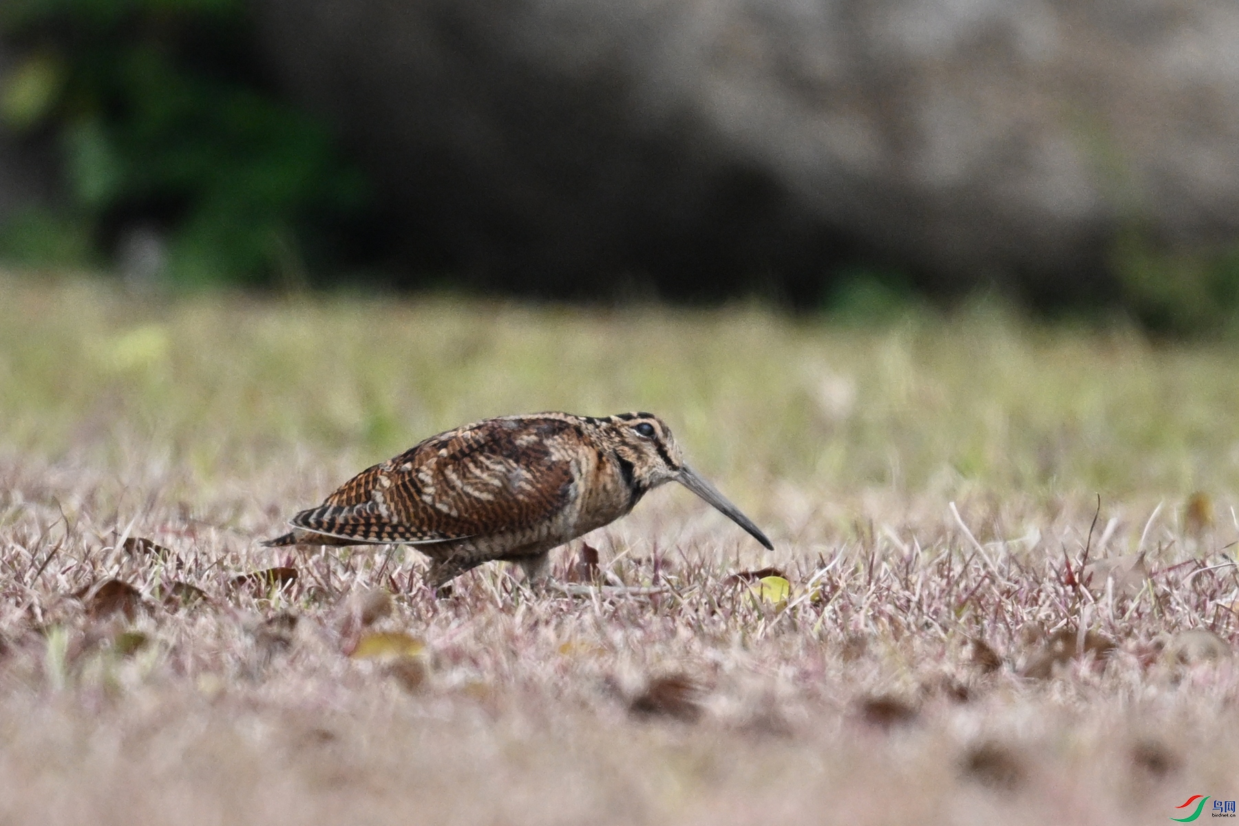 DSC_8341.JPG