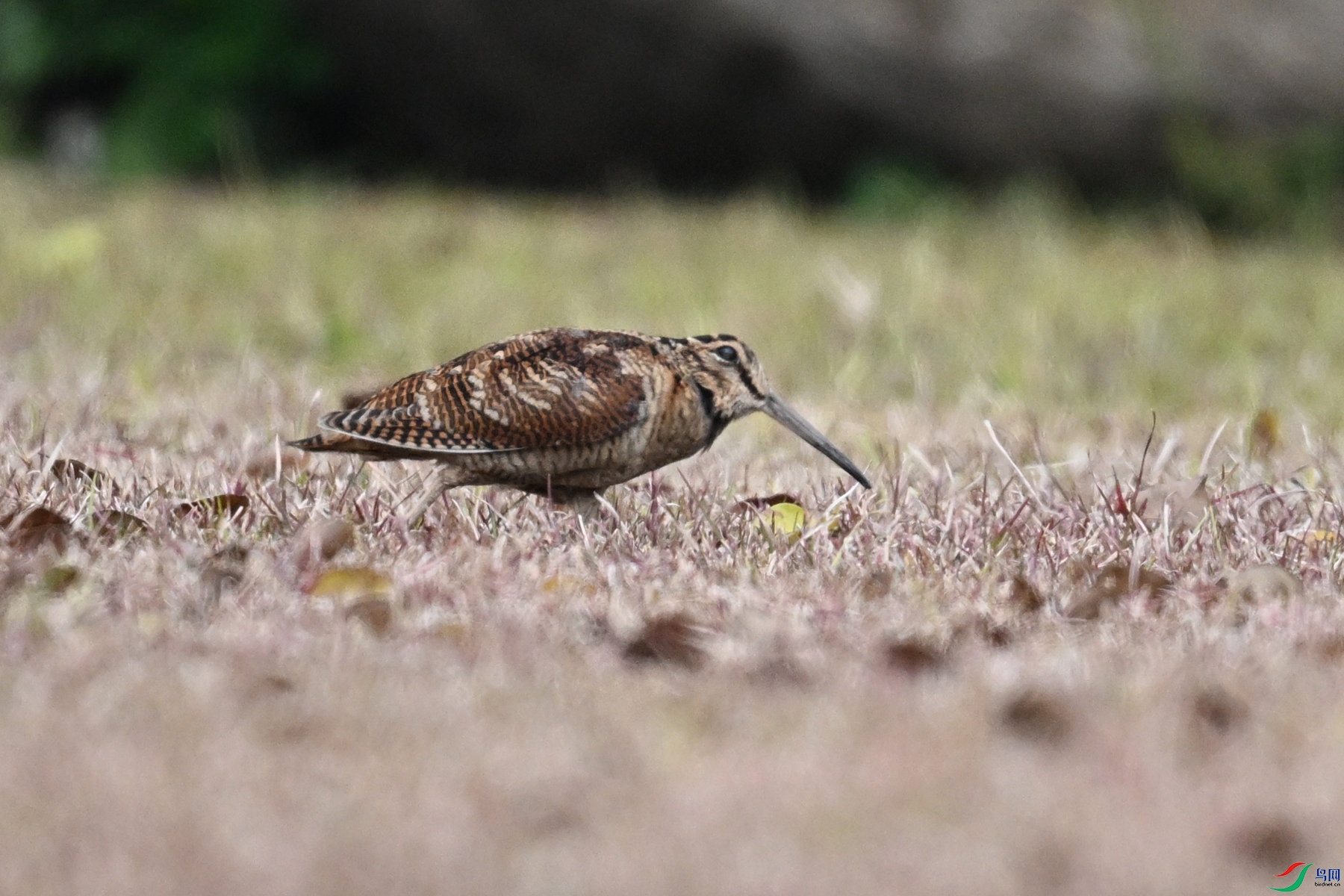 DSC_8342.JPG