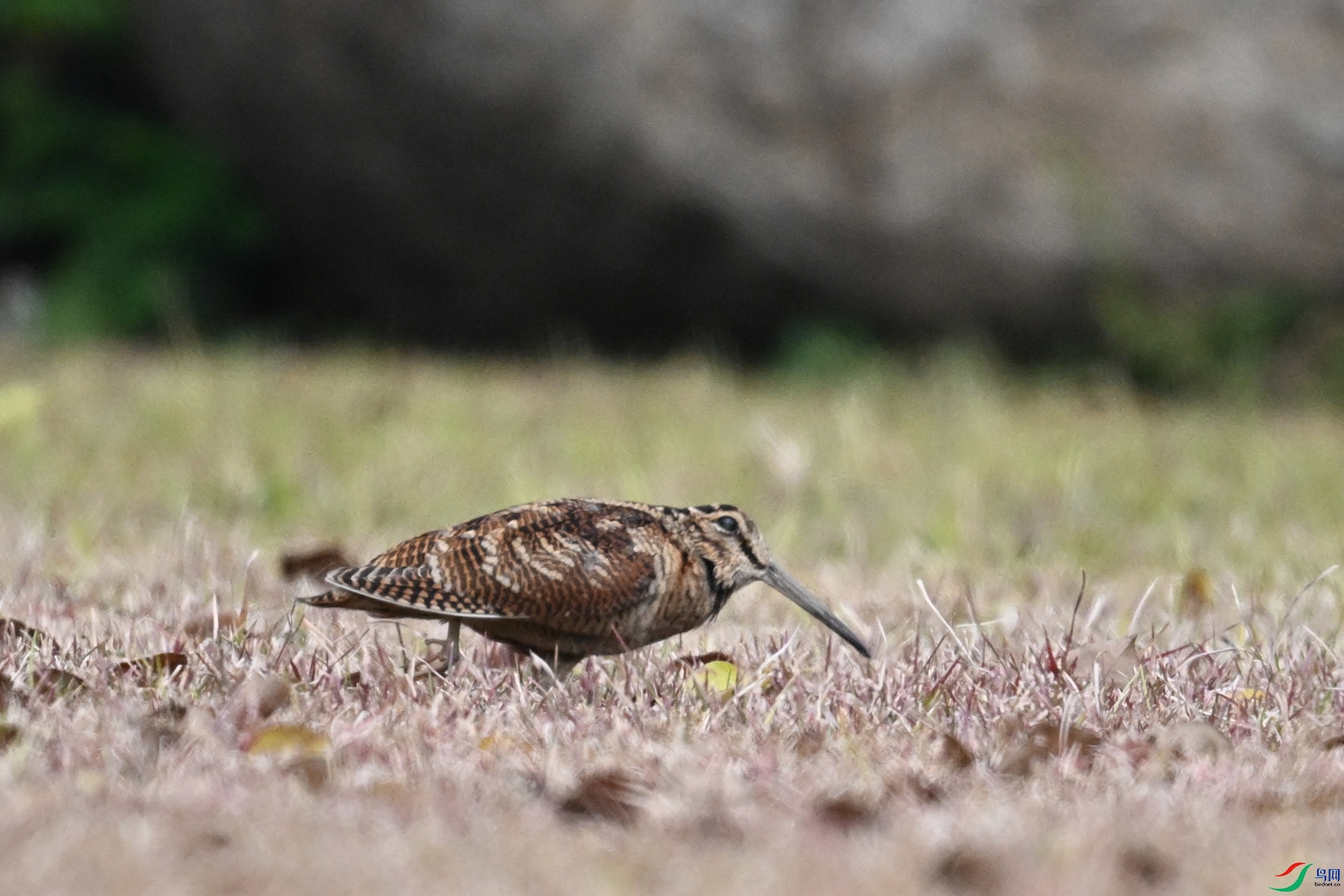 DSC_8343.JPG