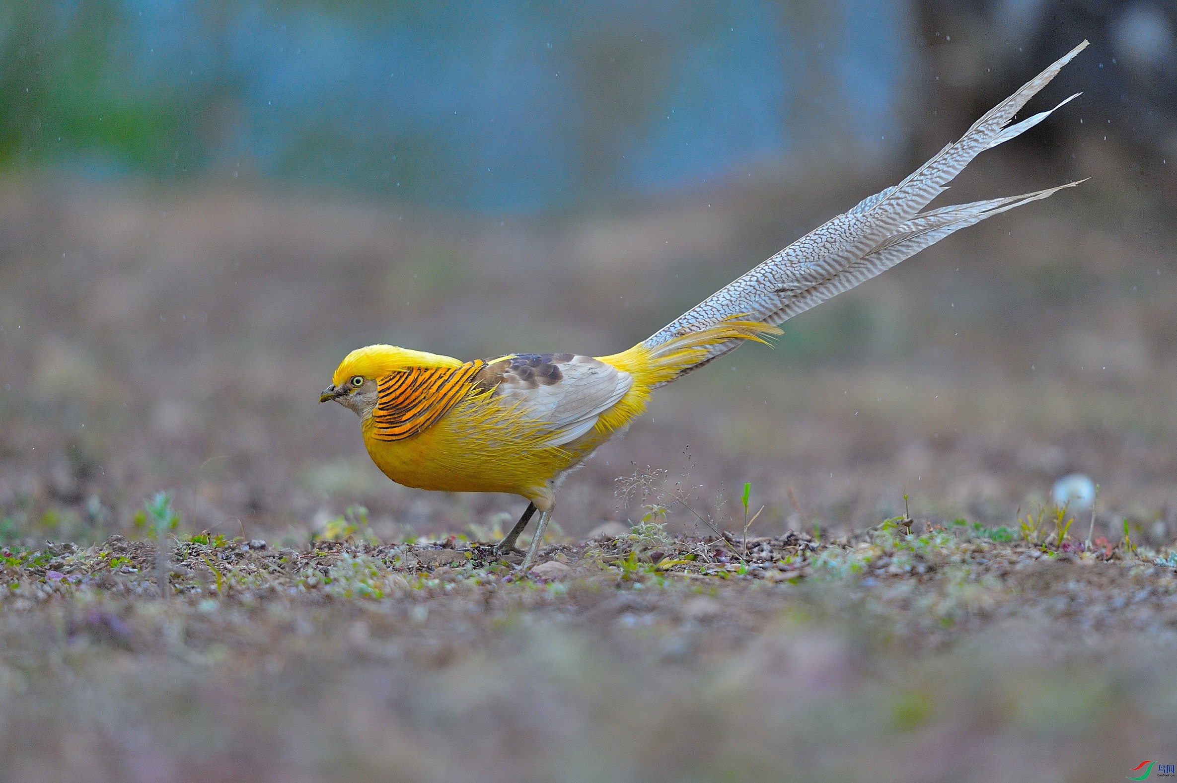 DSC_2173_01.JPG