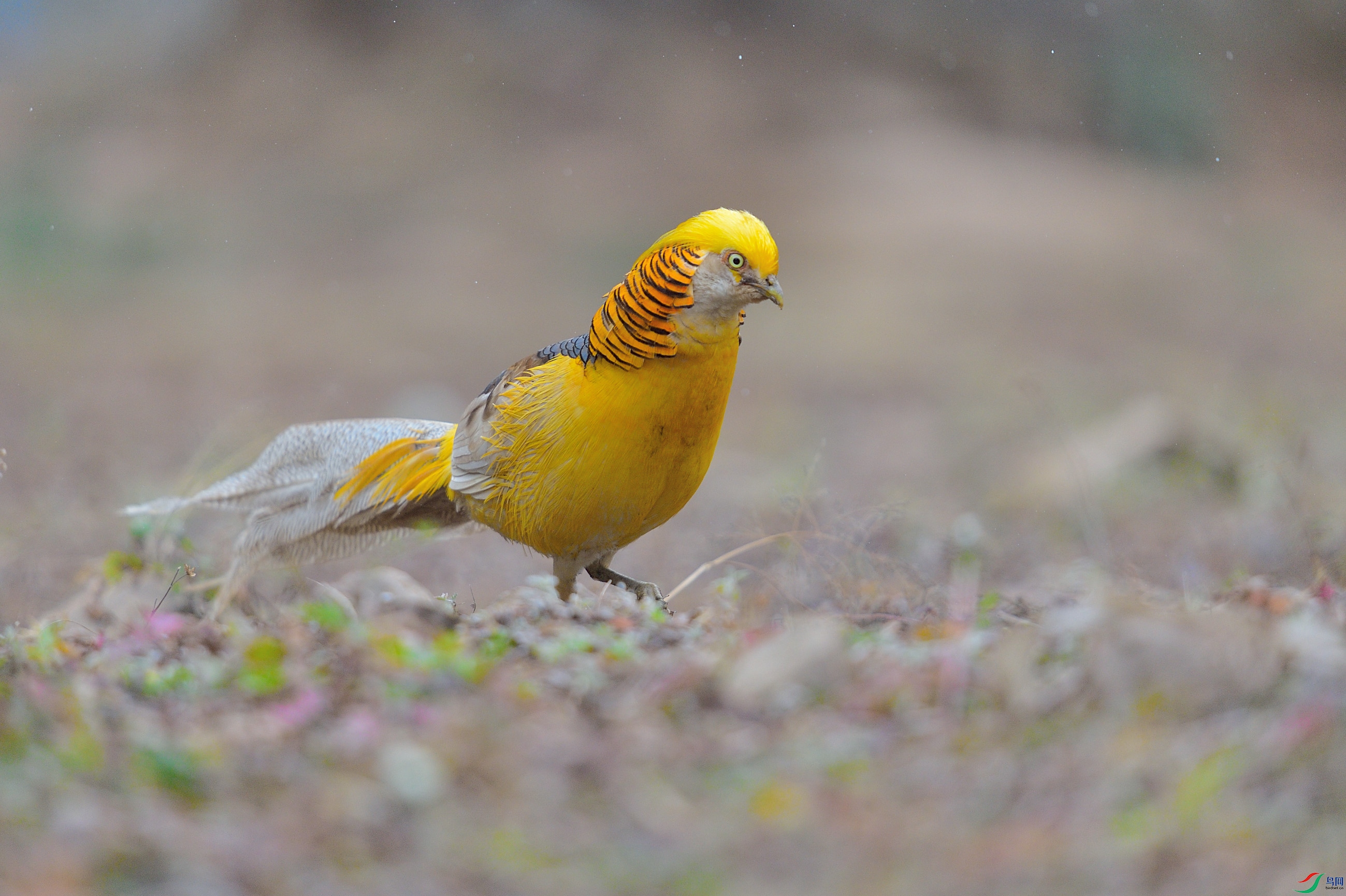 DSC_2476_01.JPG