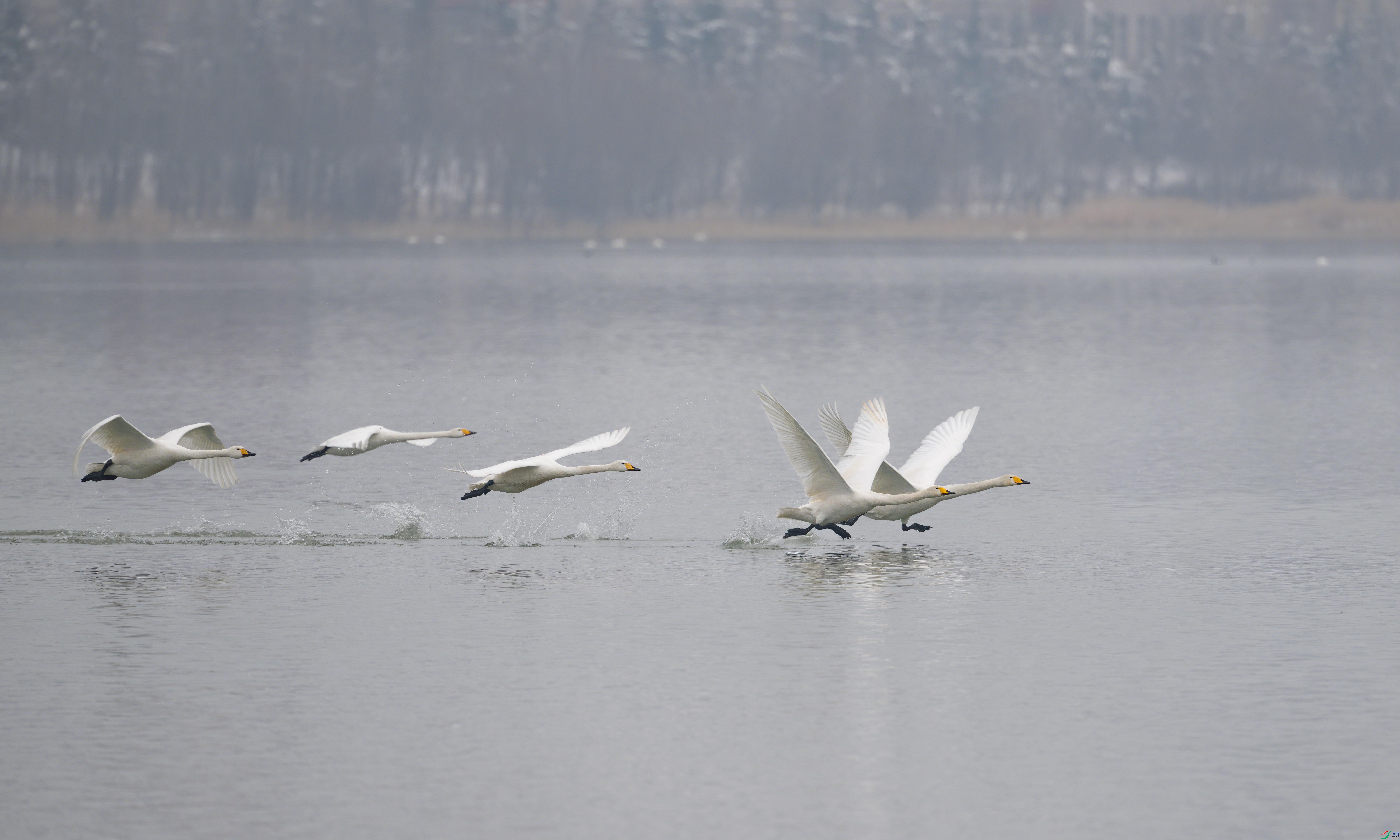 DSC_5897-2sen2024-1-17-139-�༭.jpg