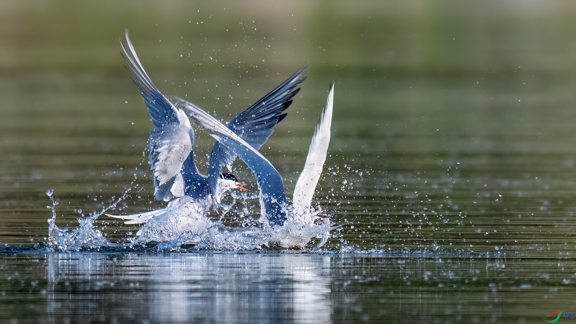 DSC_6743sen2026-5-3-73-�༭.jpg
