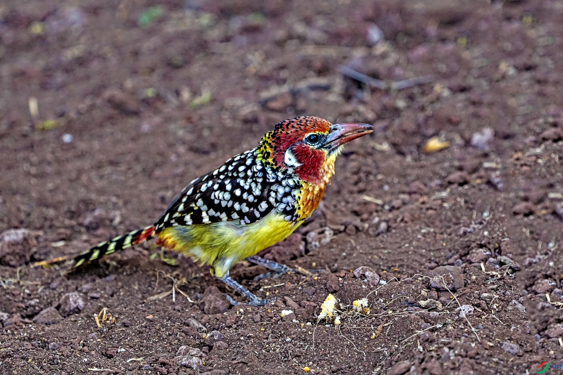 DSC00717-6x.jpg