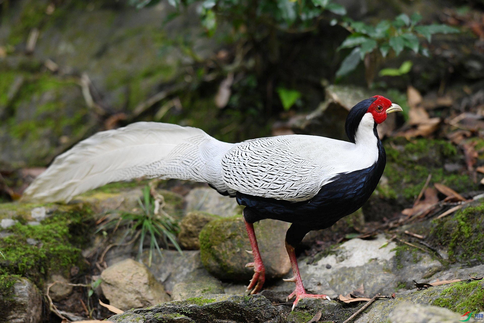 DSC_7235.jpg