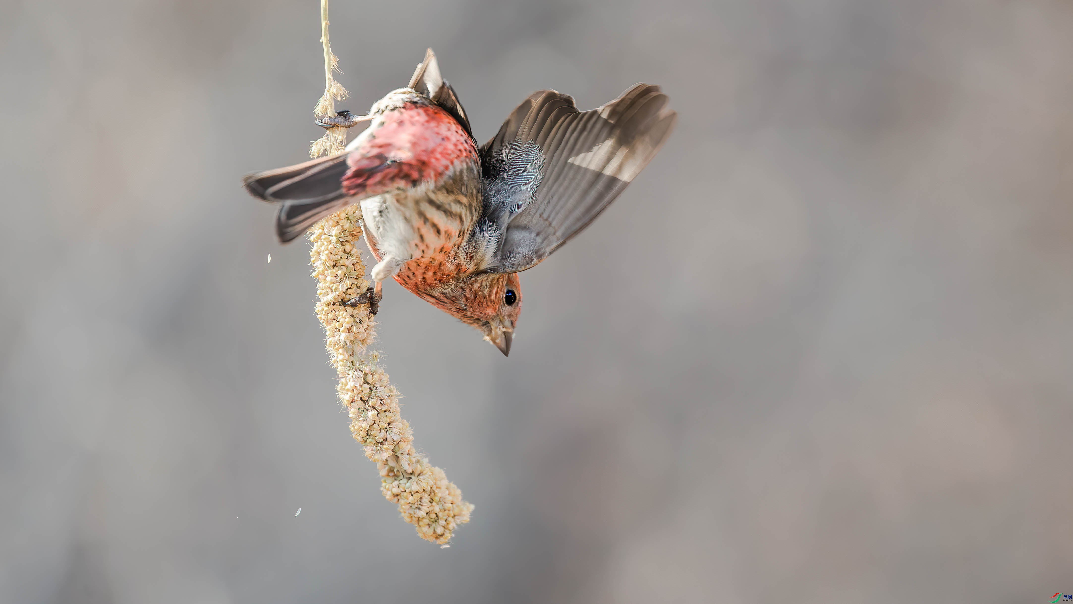AQ4P1312-1.jpg