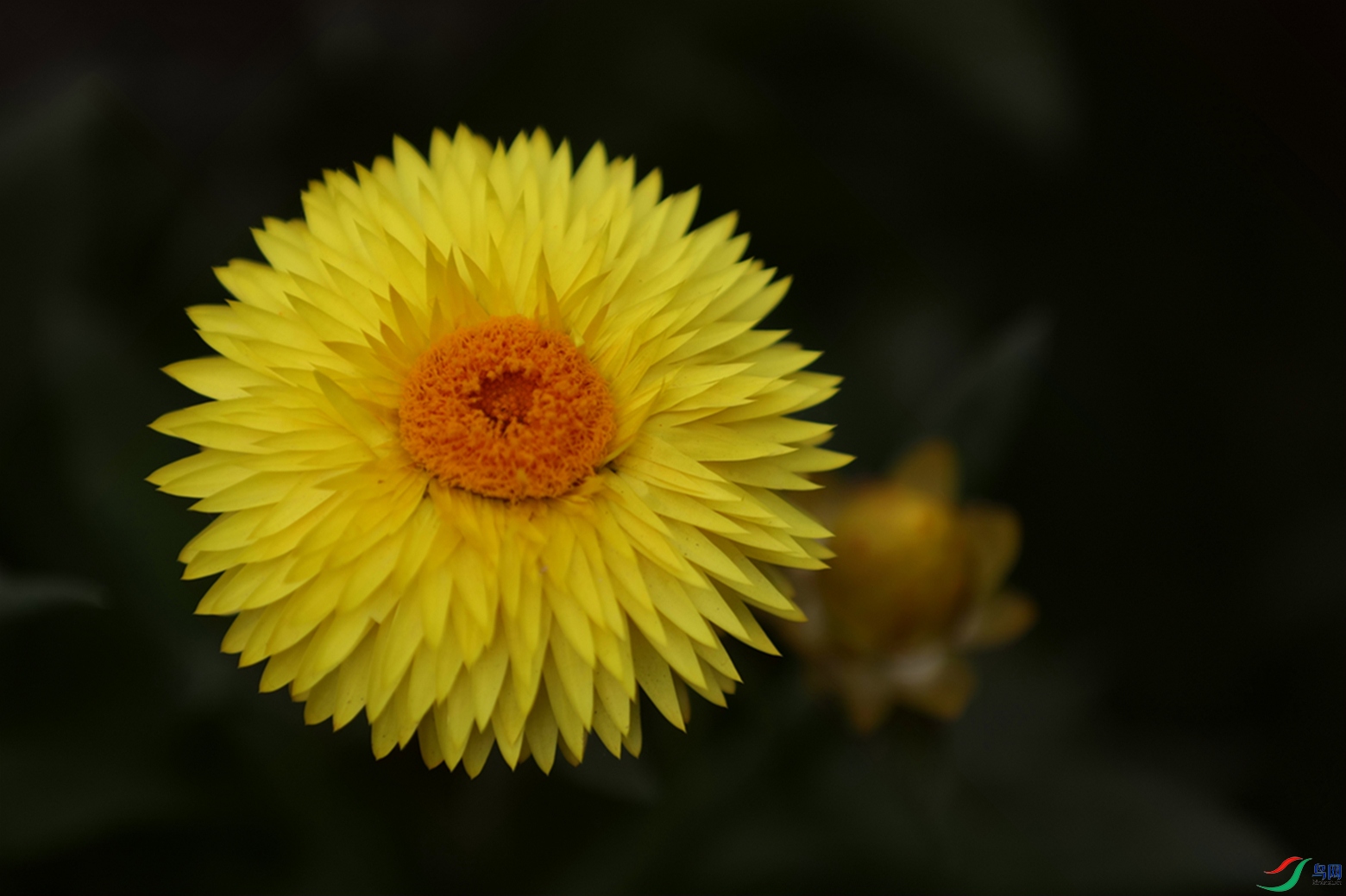 3X7A7685.JPG