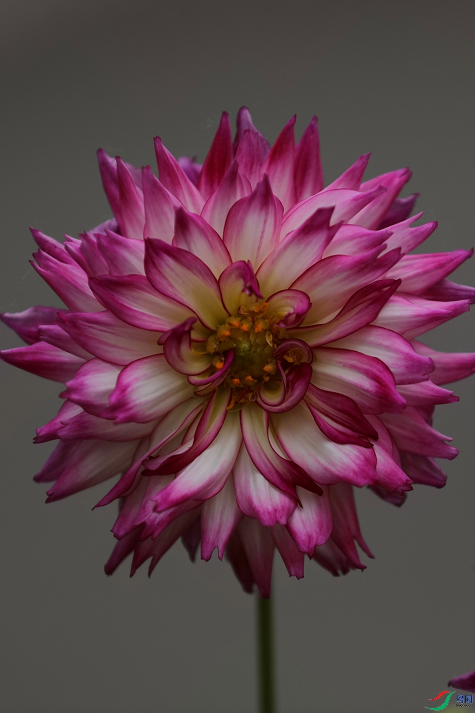 3X7A7758.JPG