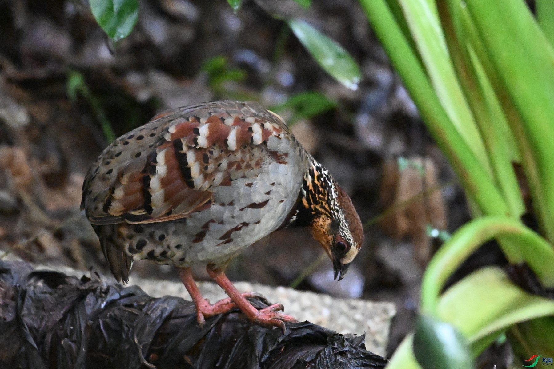 DSC_3551.JPG