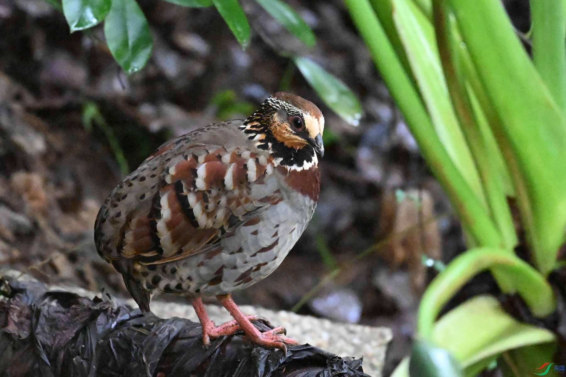 DSC_3570.JPG