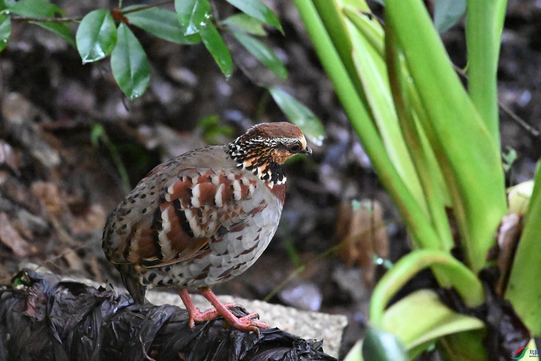 DSC_3591.JPG
