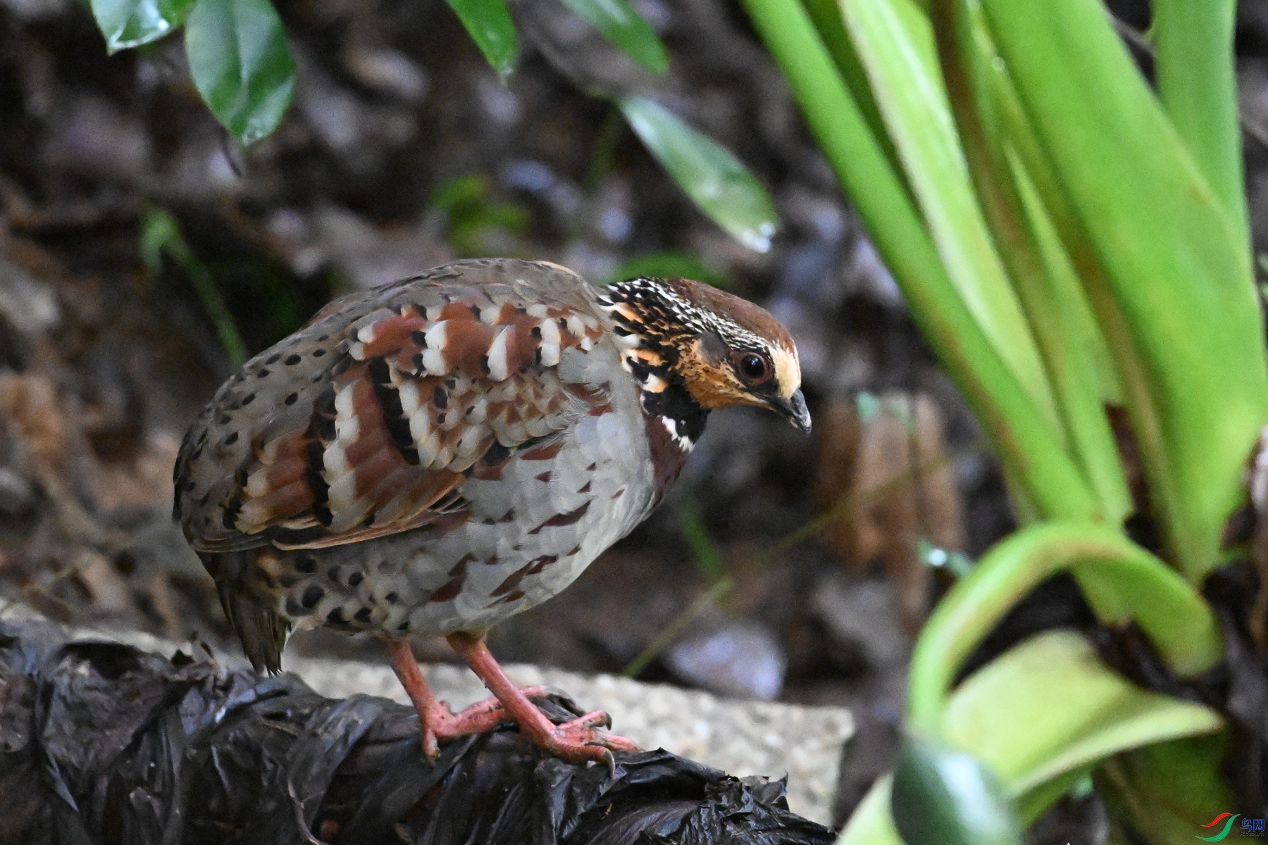 DSC_3553.JPG