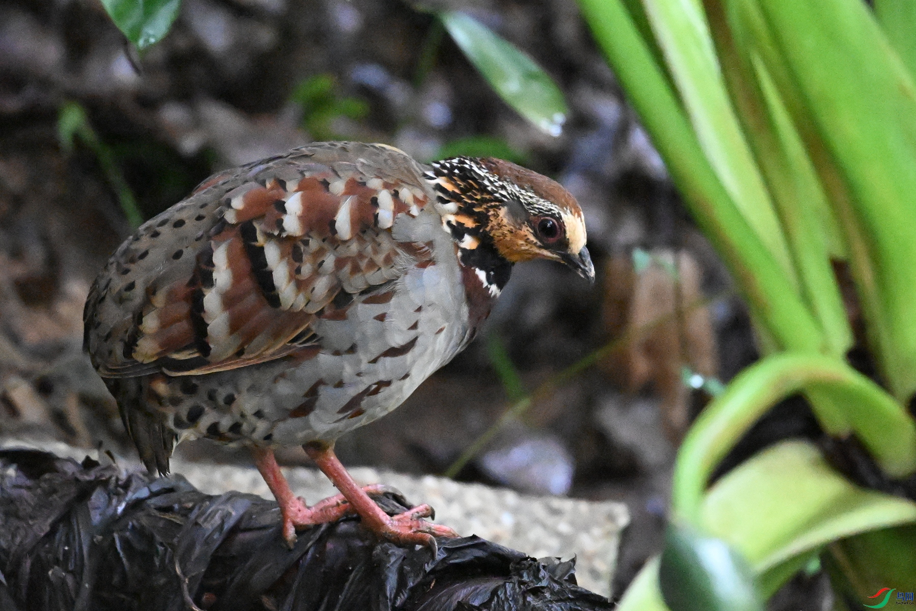 DSC_3554.JPG