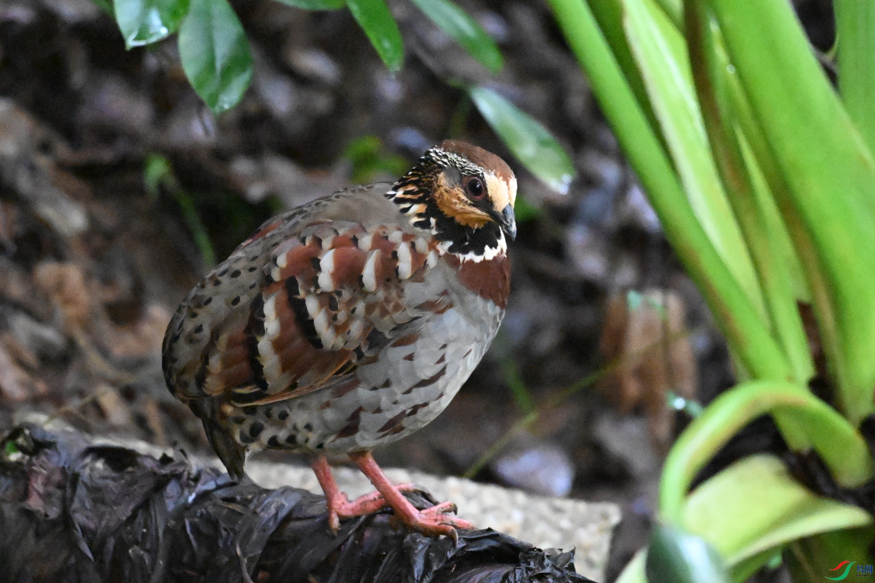 DSC_3575.JPG