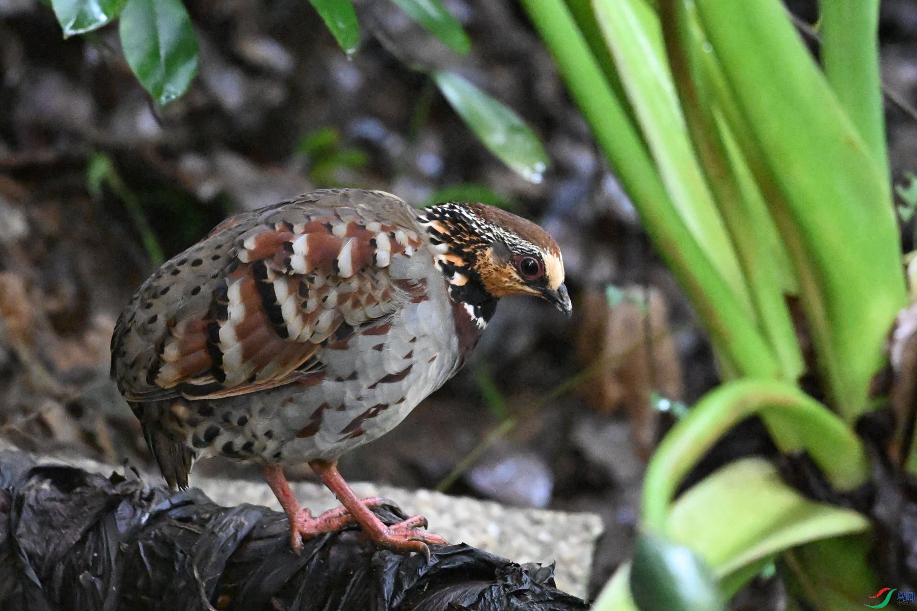 DSC_3555.JPG