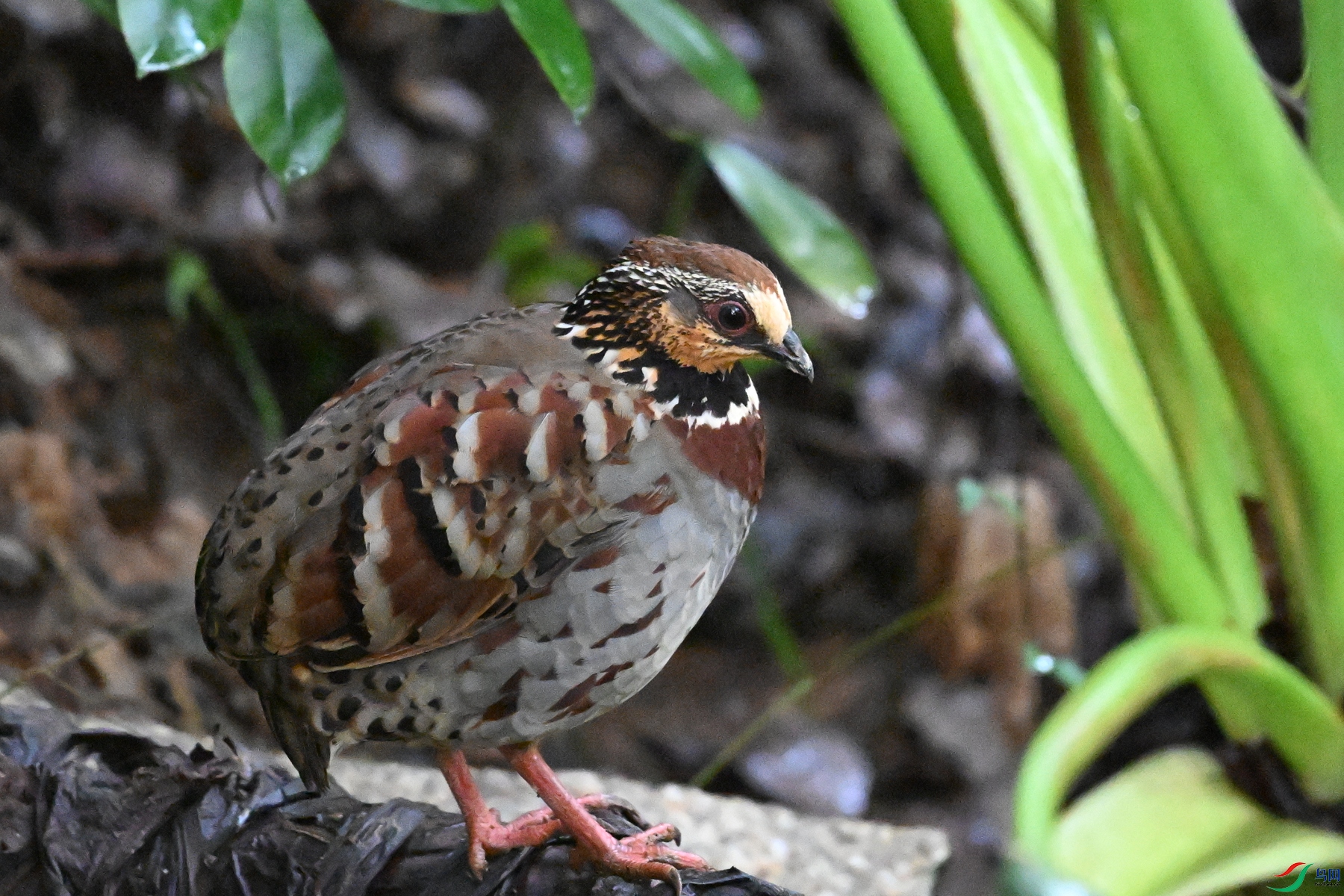 DSC_3578.JPG