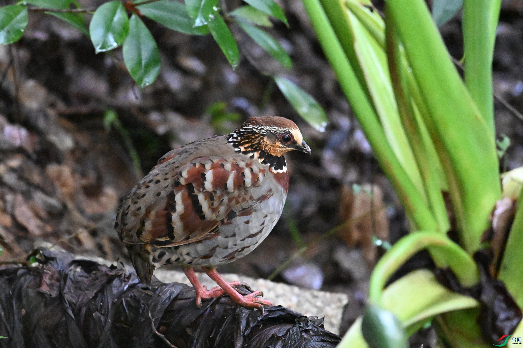 DSC_3604.JPG