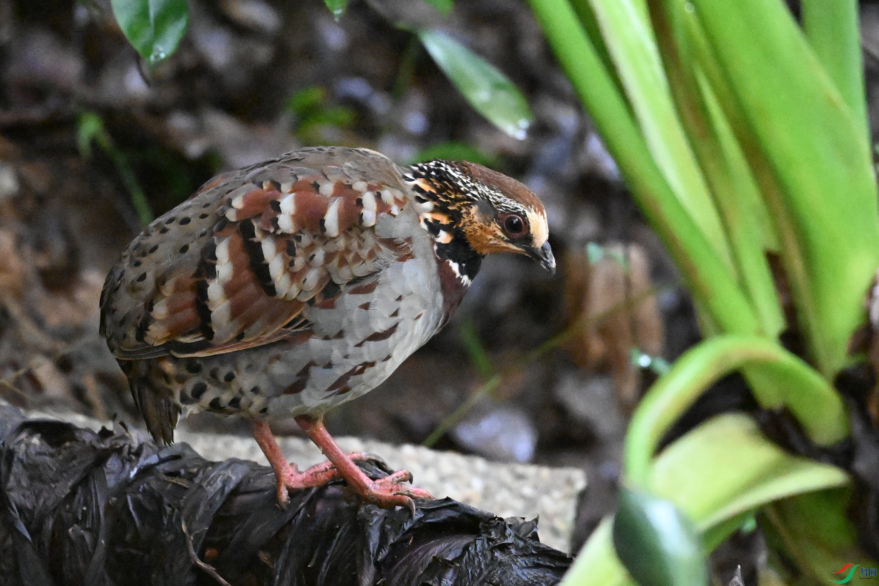 DSC_3556.JPG