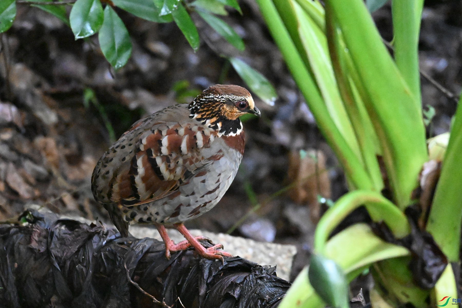 DSC_3581.JPG