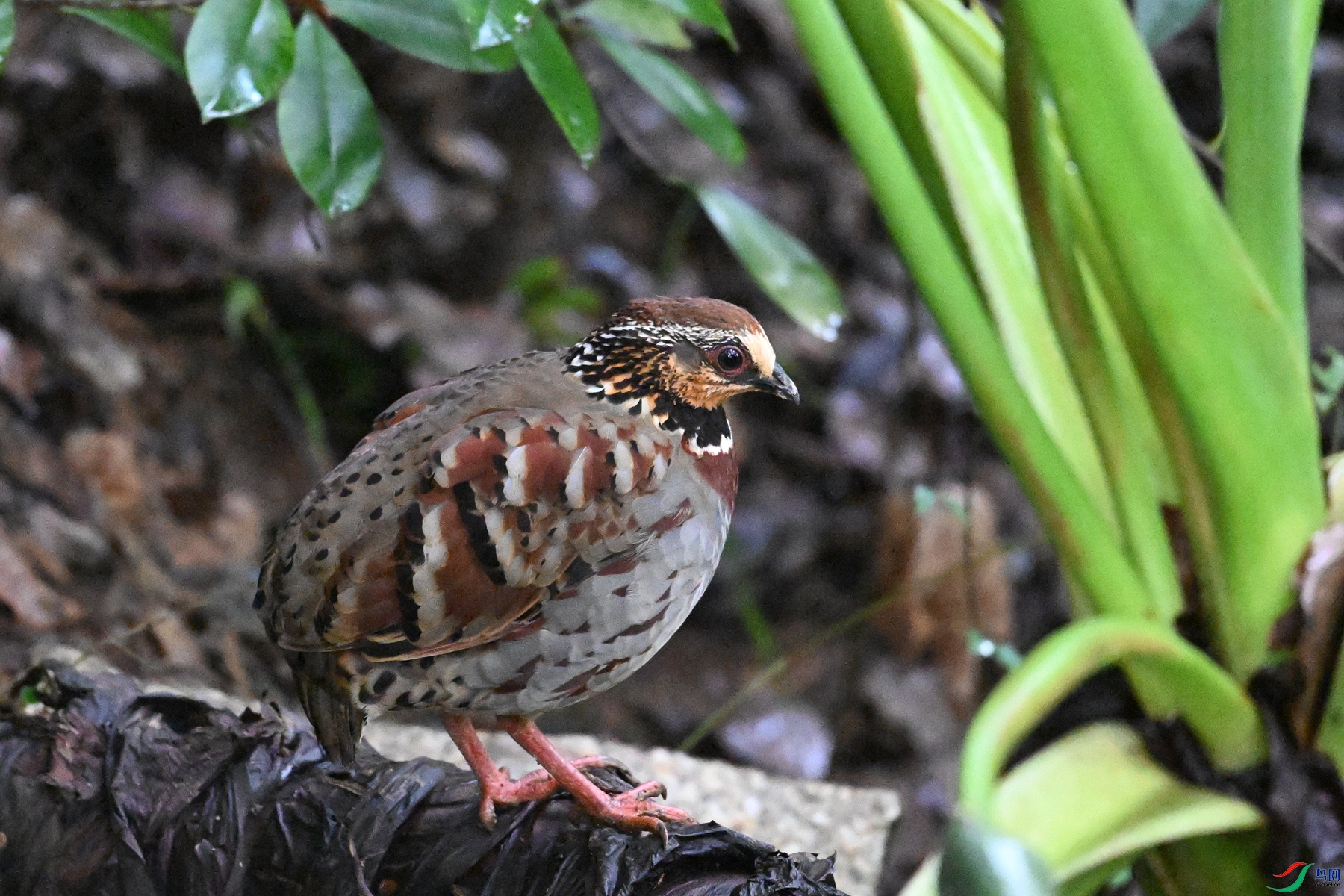 DSC_3605.JPG