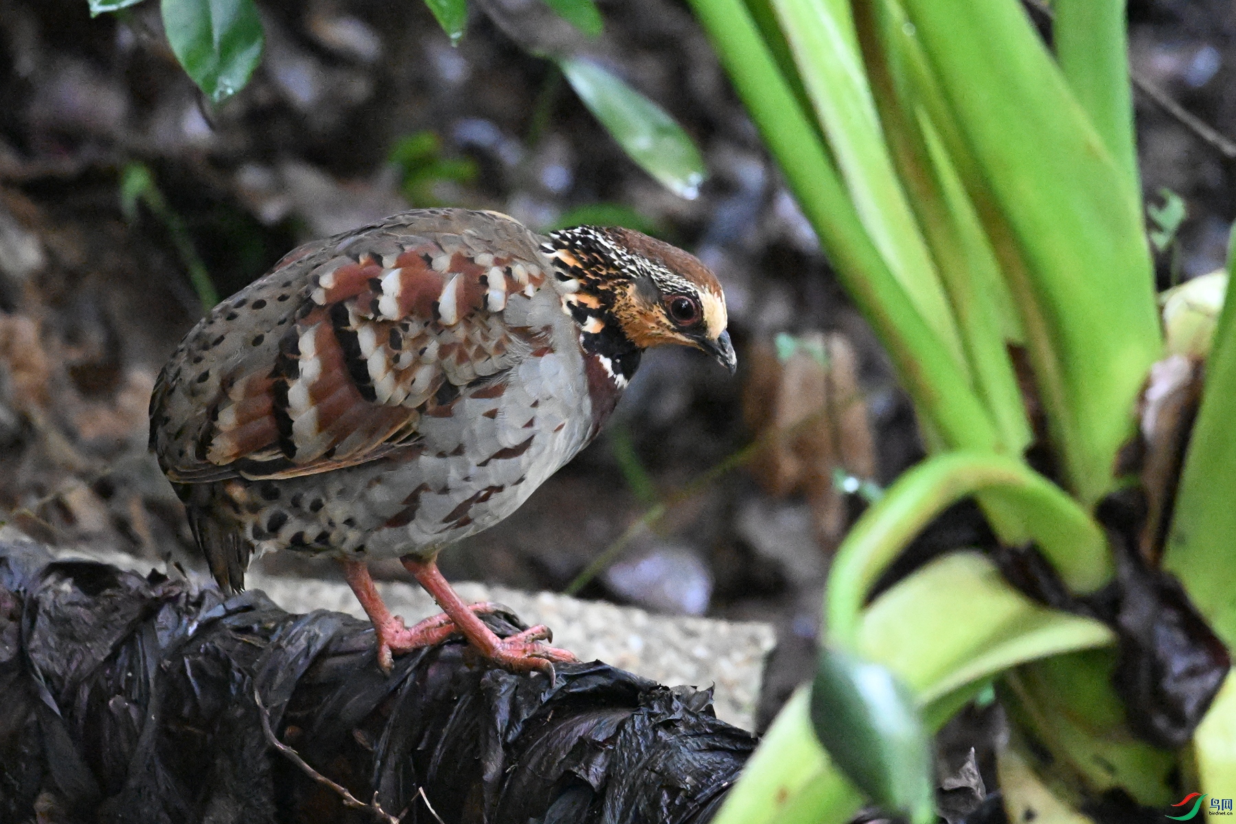DSC_3557.JPG