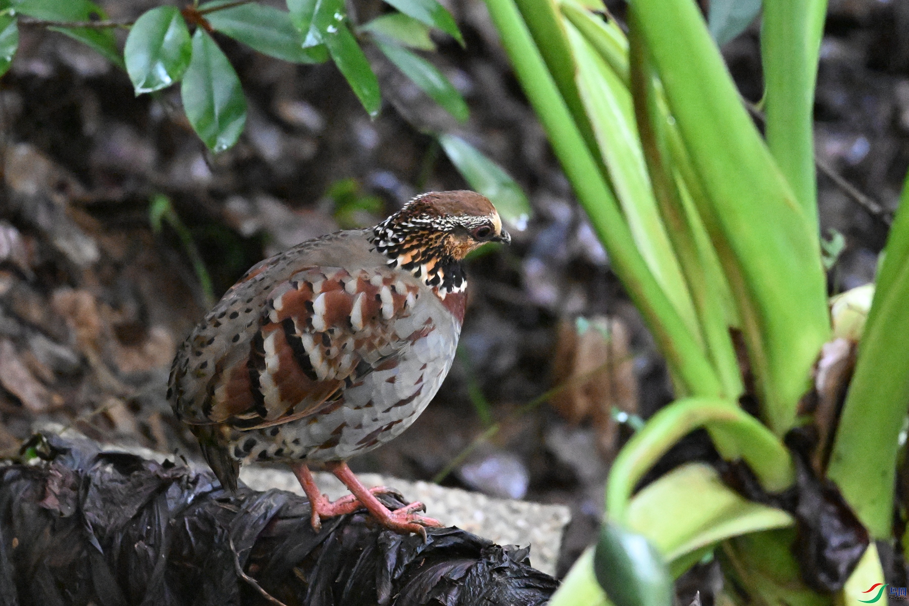 DSC_3587.JPG