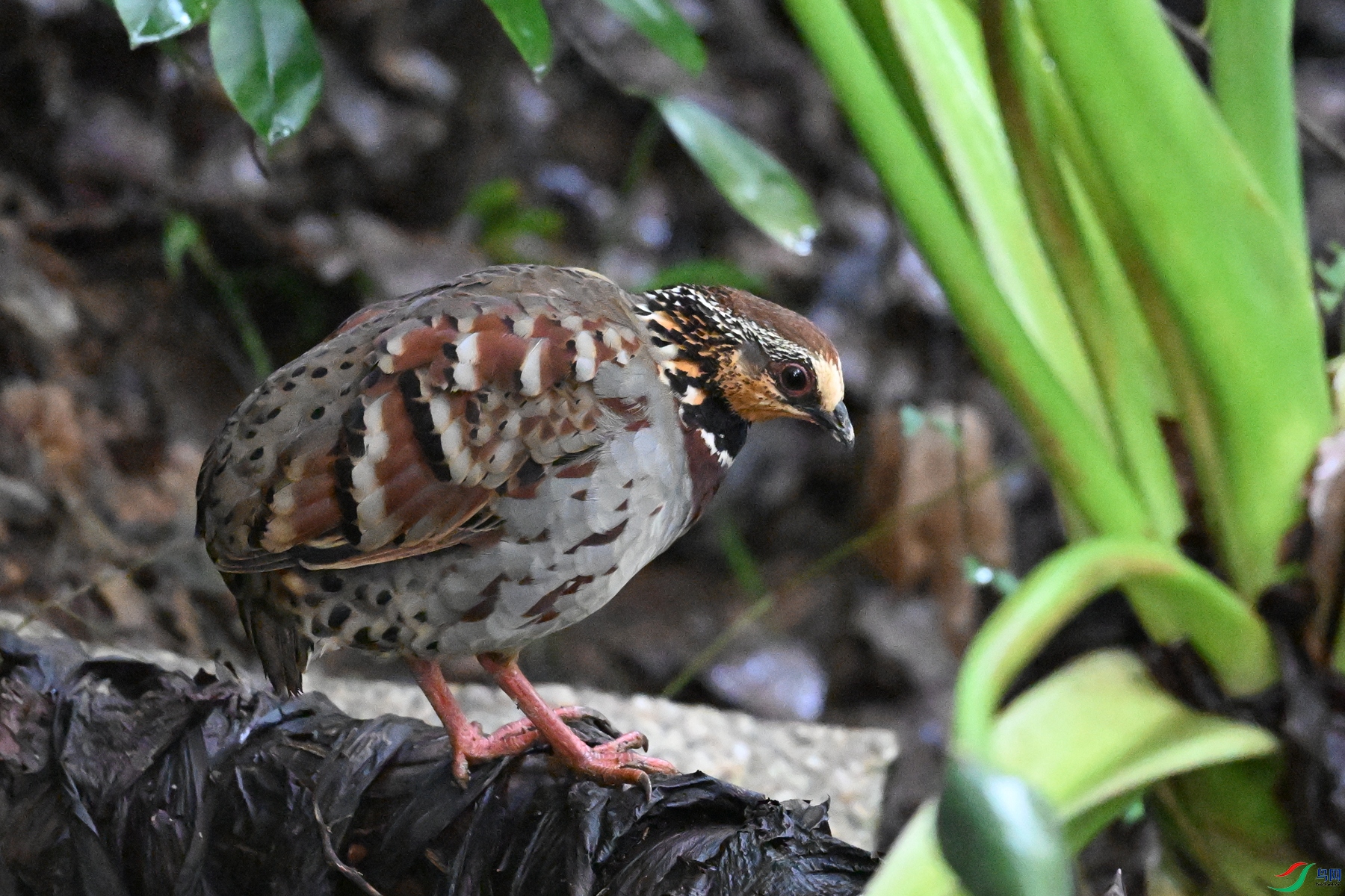 DSC_3559.JPG