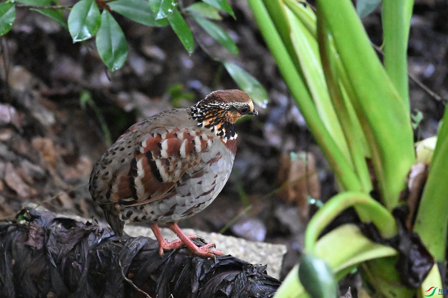 DSC_3590.JPG