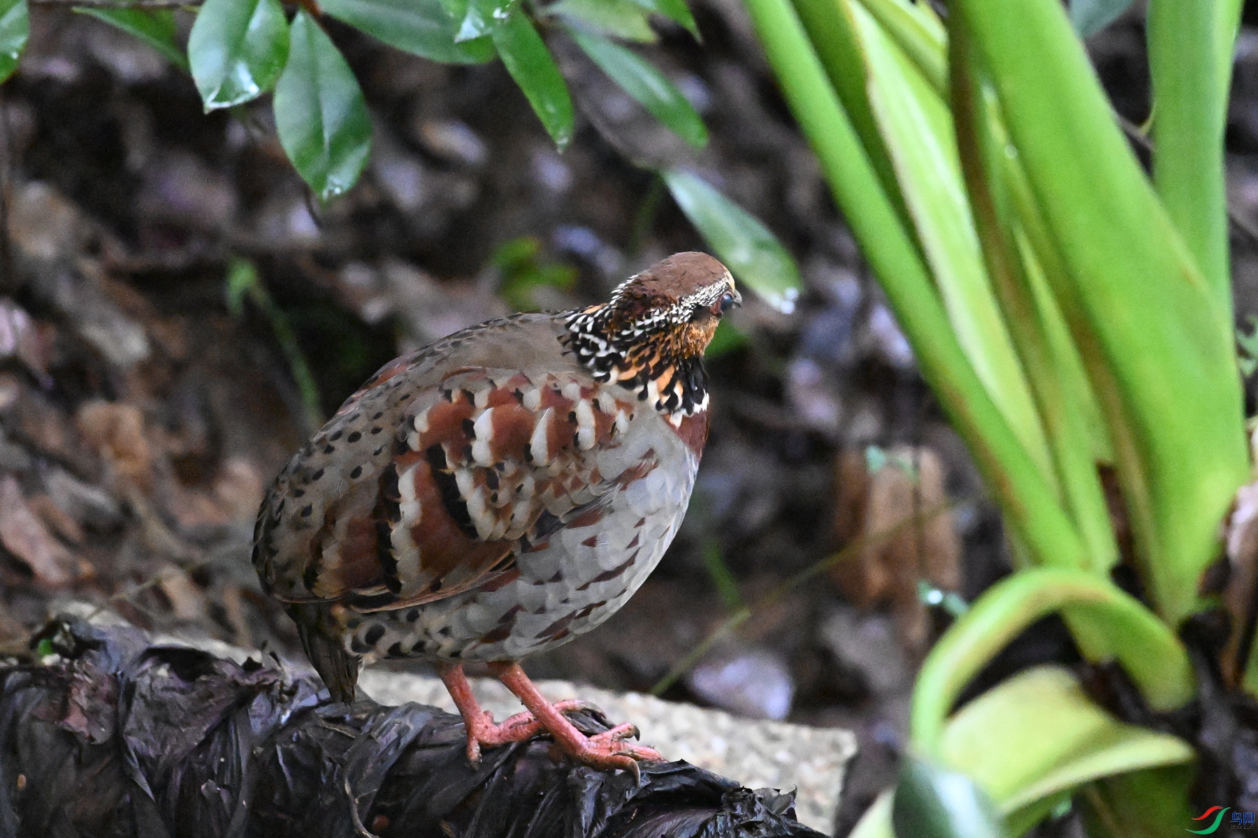 DSC_3594.JPG
