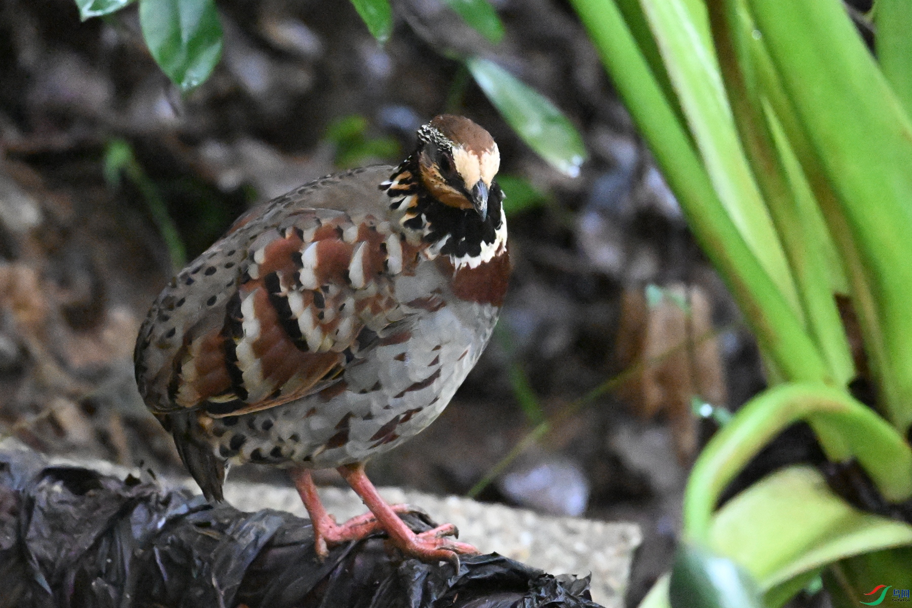 DSC_3563.JPG