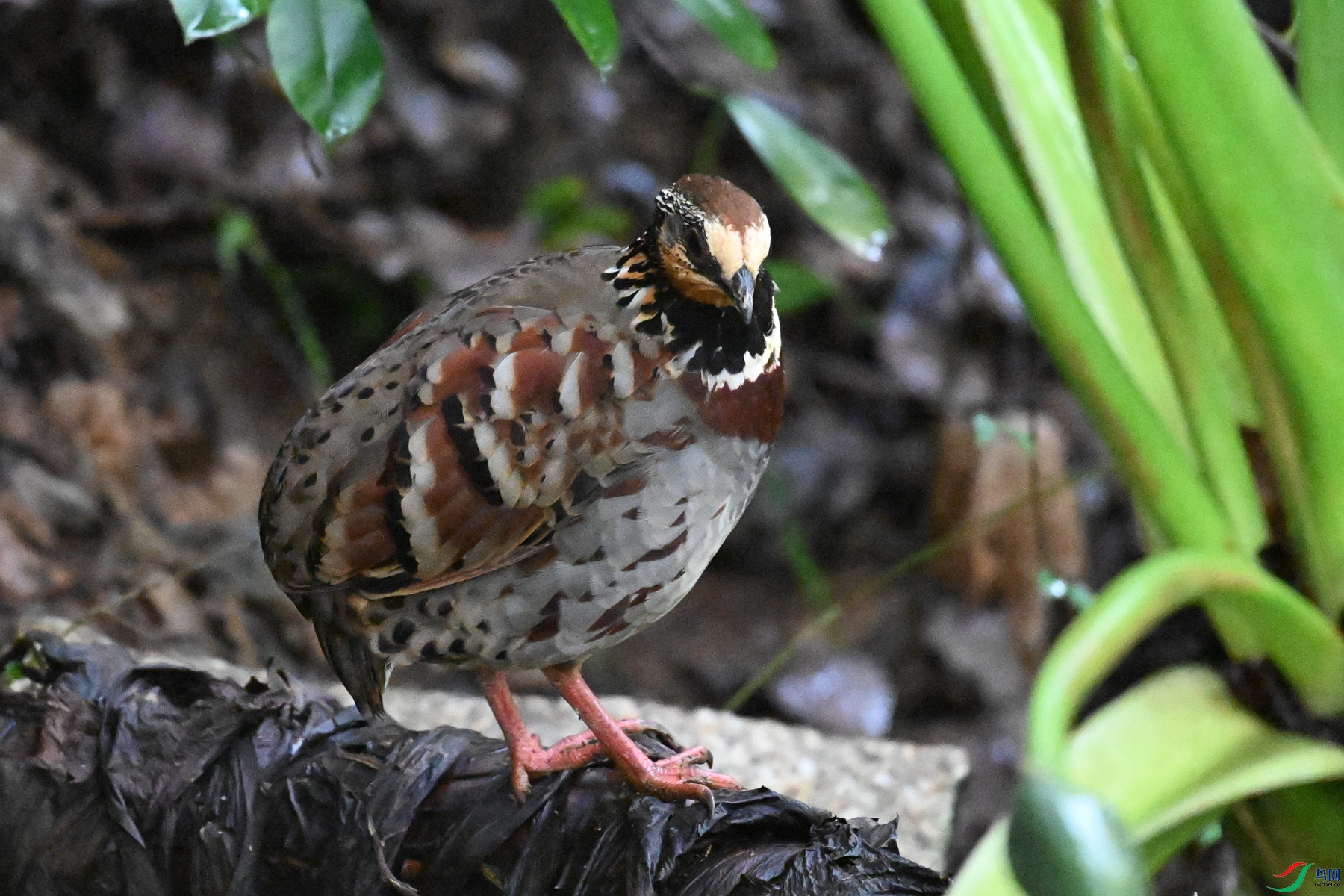 DSC_3565.JPG
