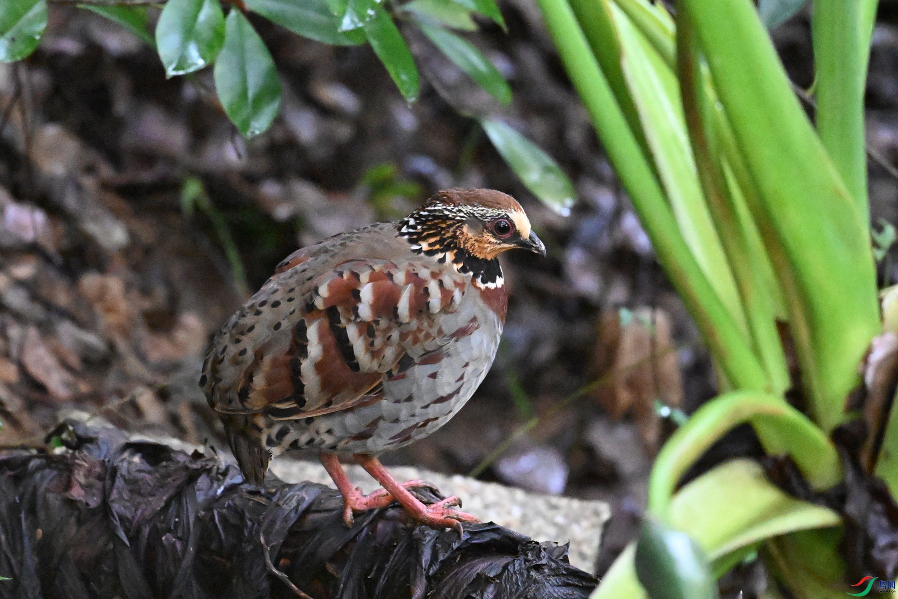 DSC_3603.JPG
