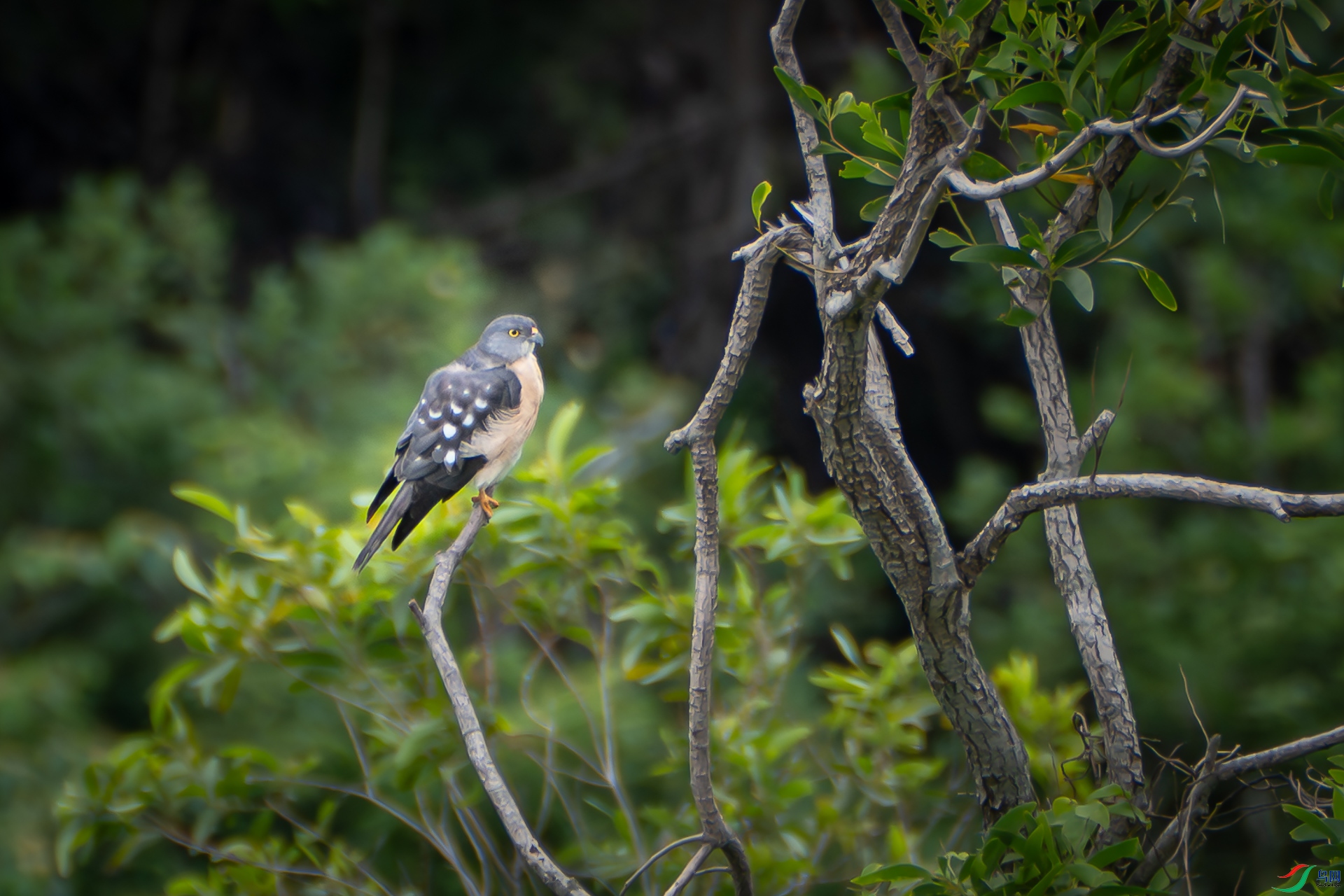 _DSC6656.jpg