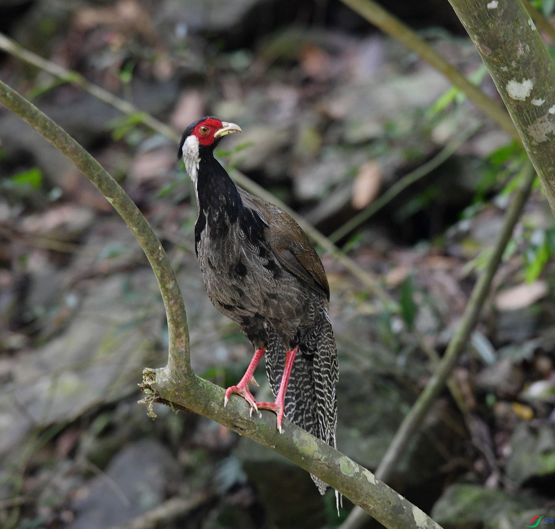 DSC_7524.jpg