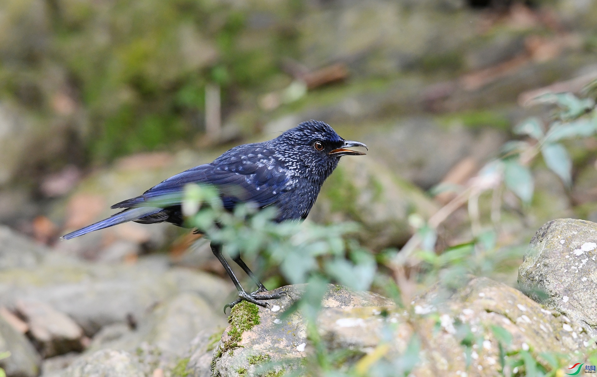 DSC_5819.jpg