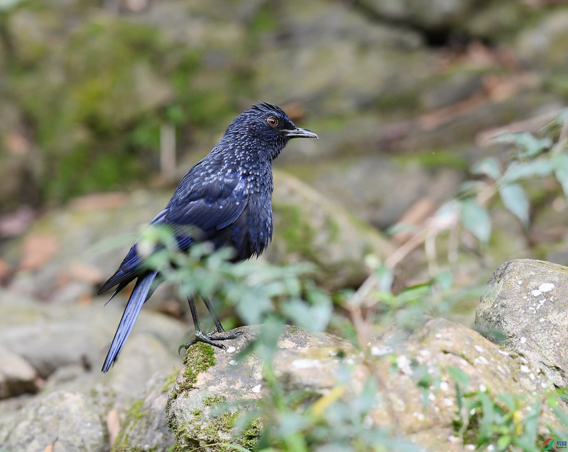 DSC_5817.jpg