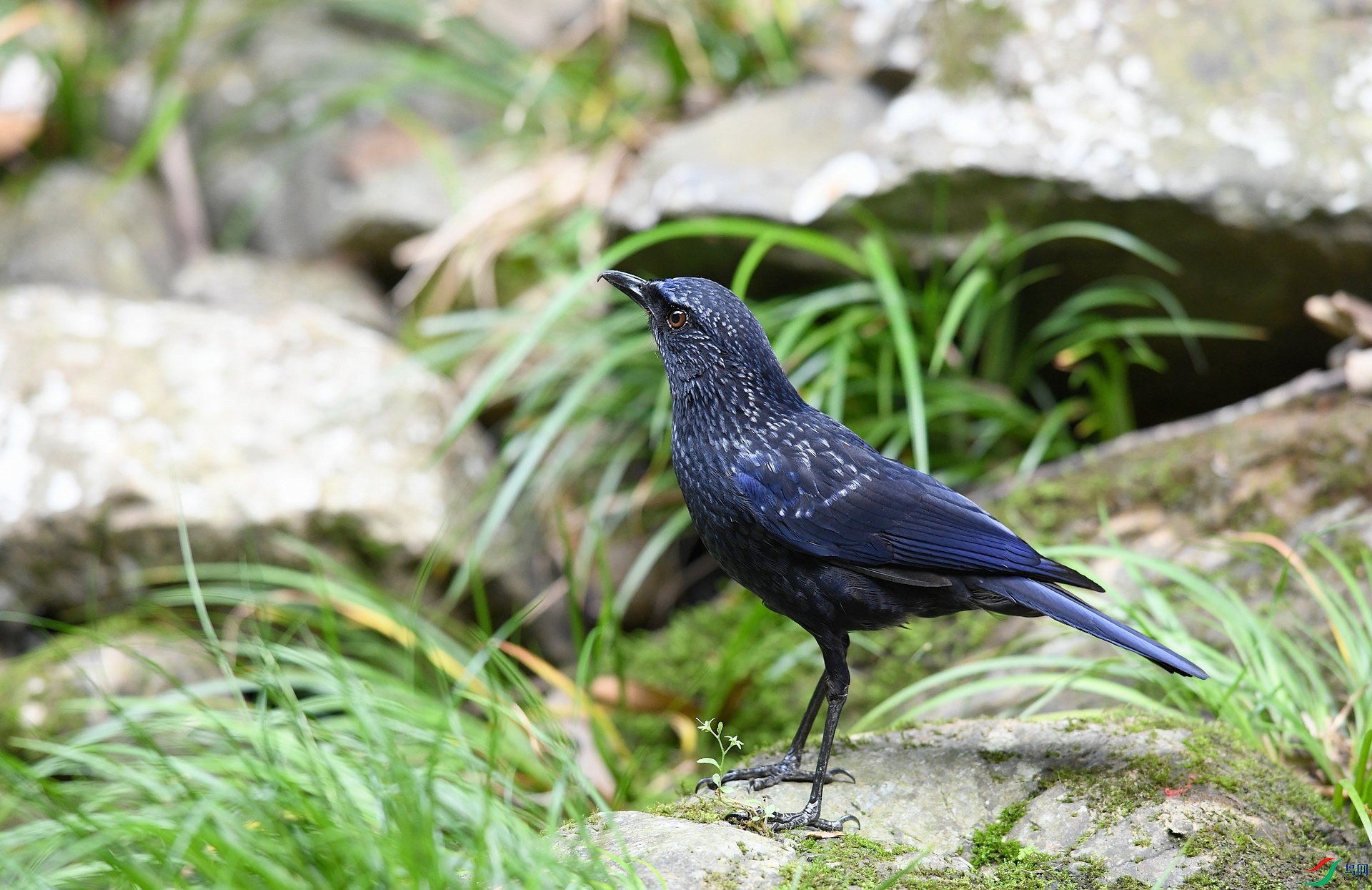 DSC_5733.jpg