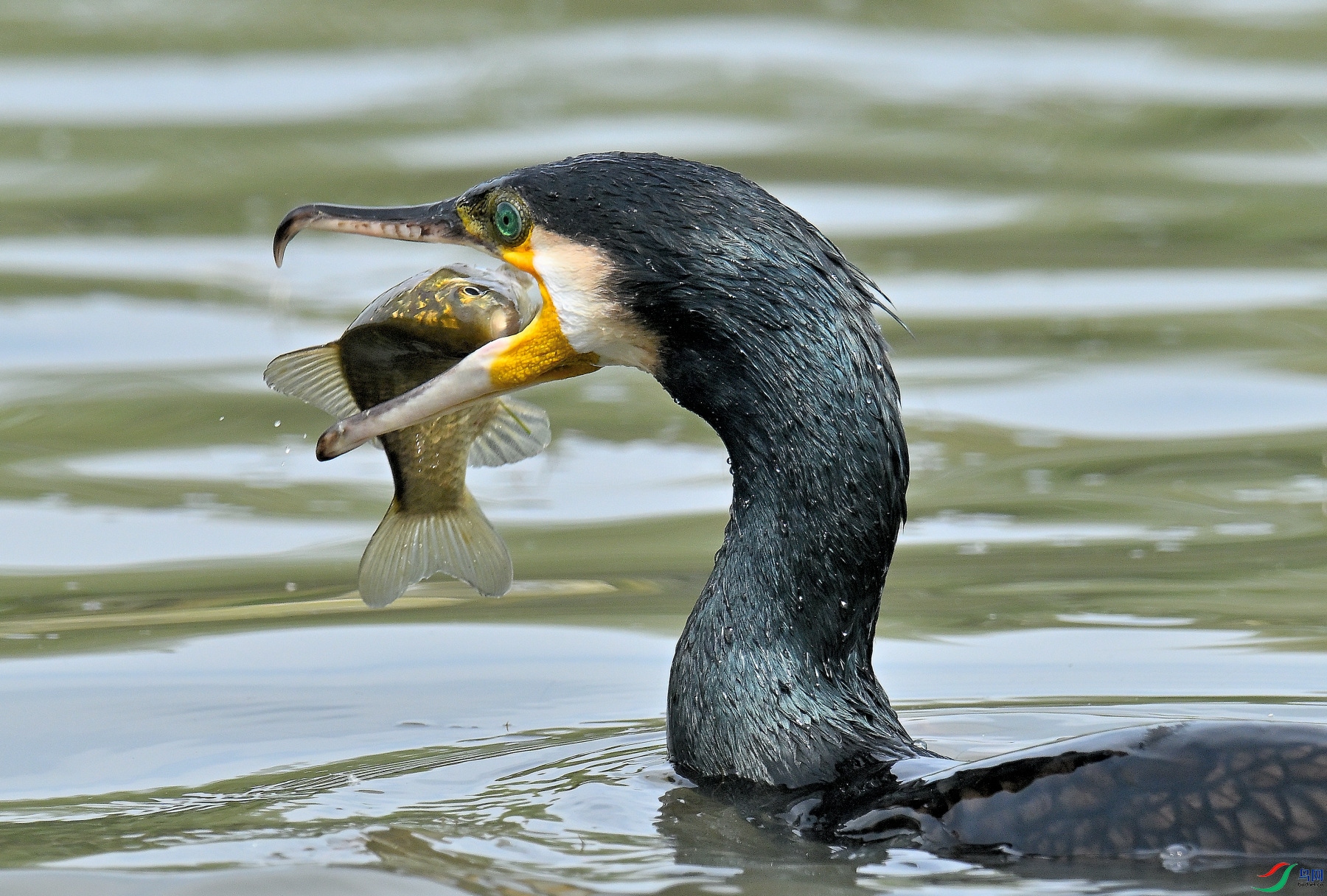 DSC_3447.JPG
