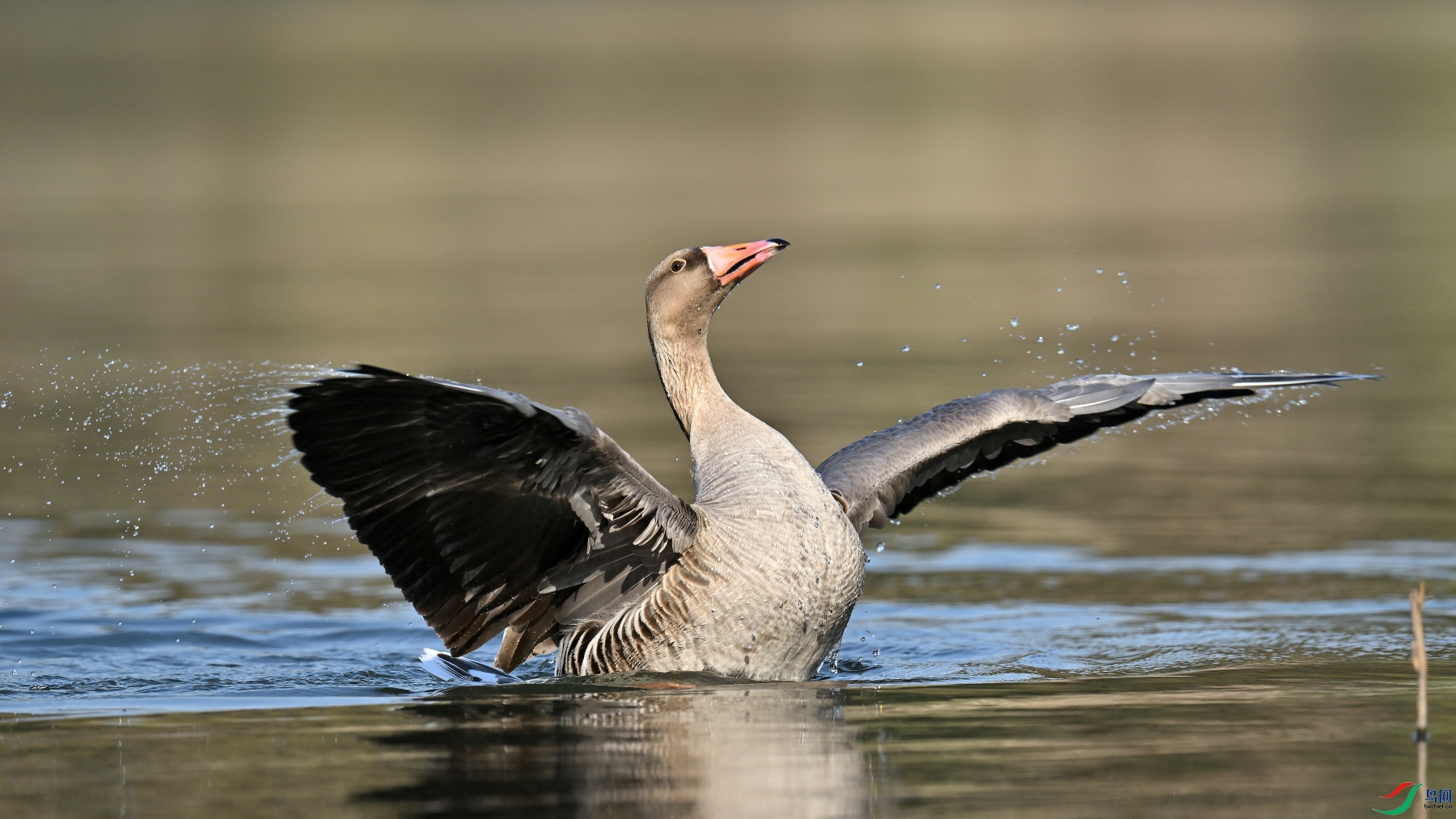 DSC_5767.JPG