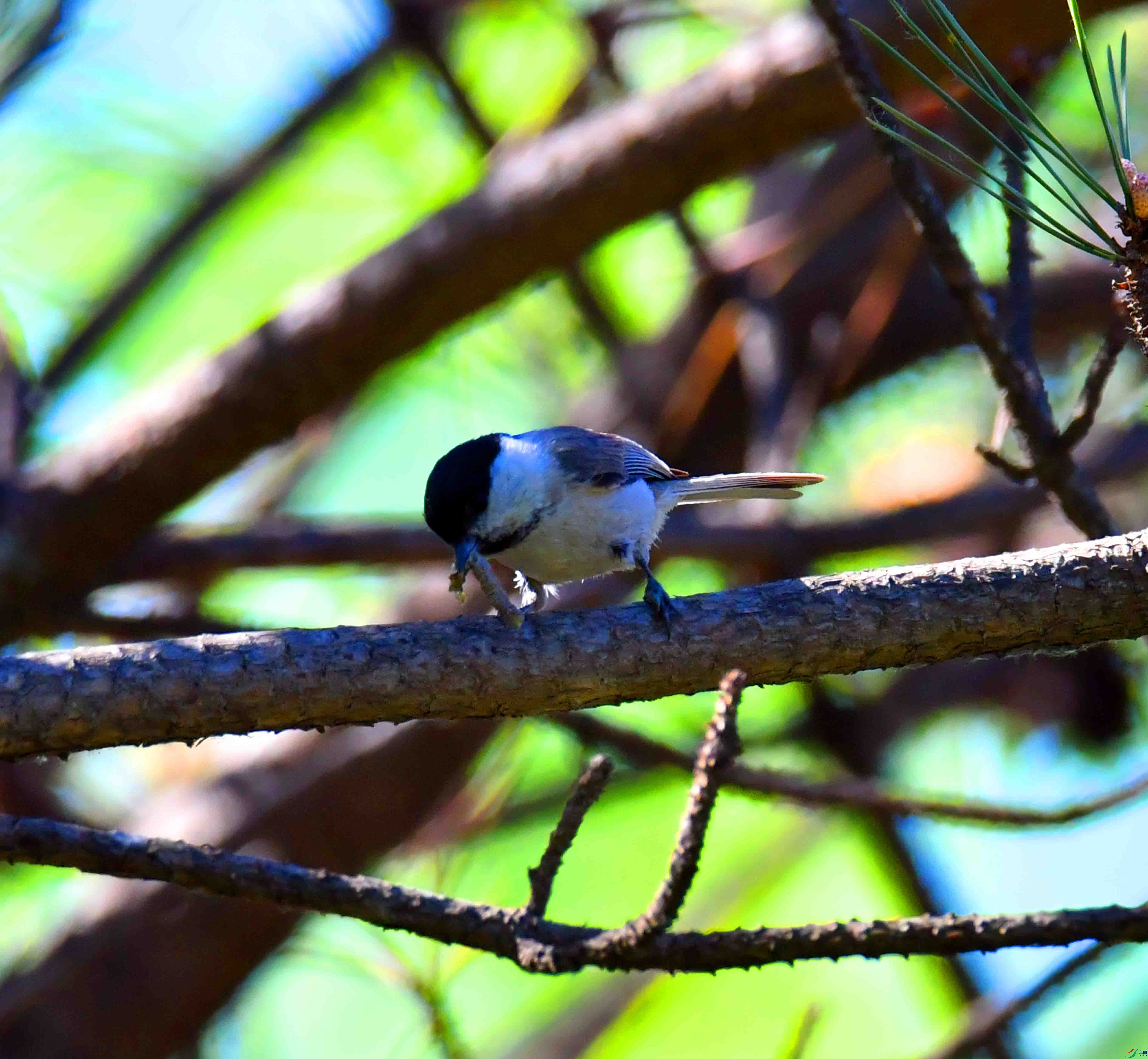 DSC_0268.JPG