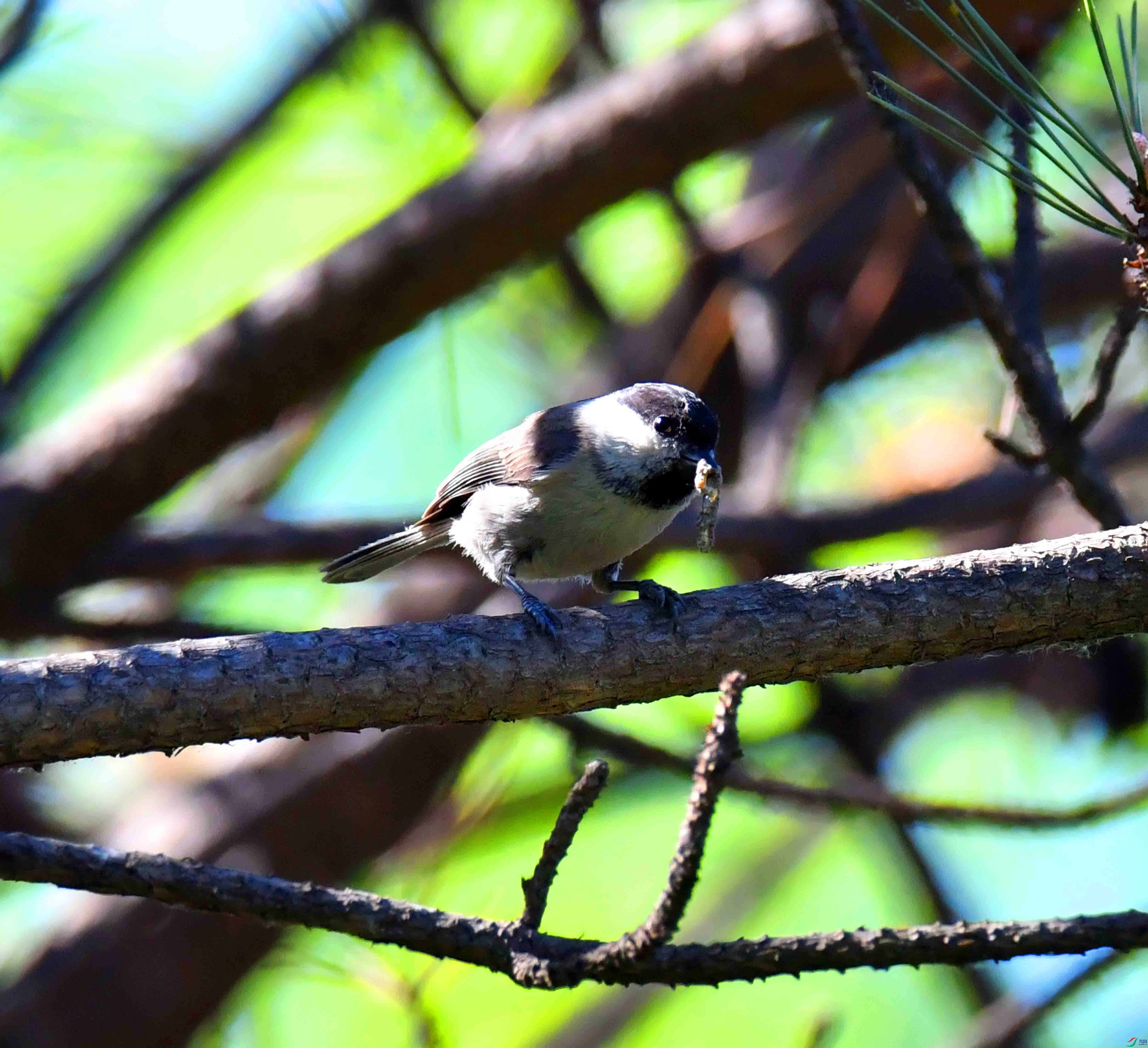 DSC_0275.JPG