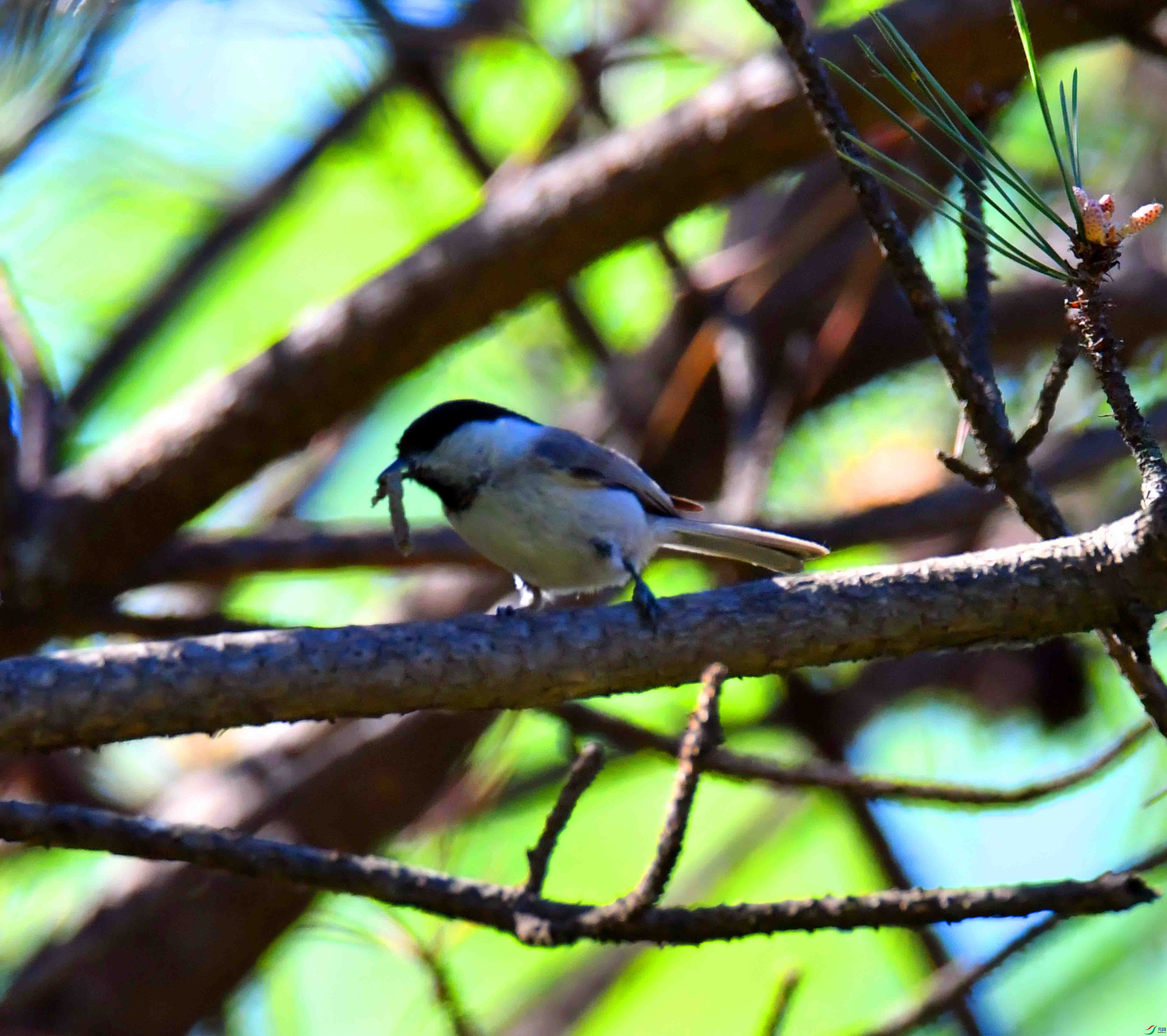 DSC_0270.JPG
